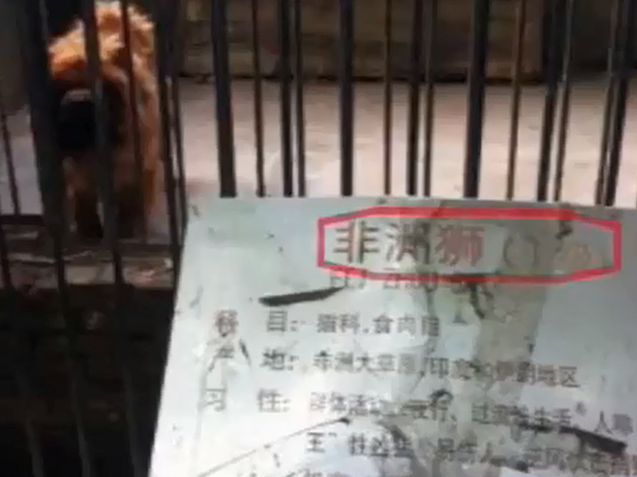 Chinese news footage shows the dog barking inside the enclosure marked as 'African lion'