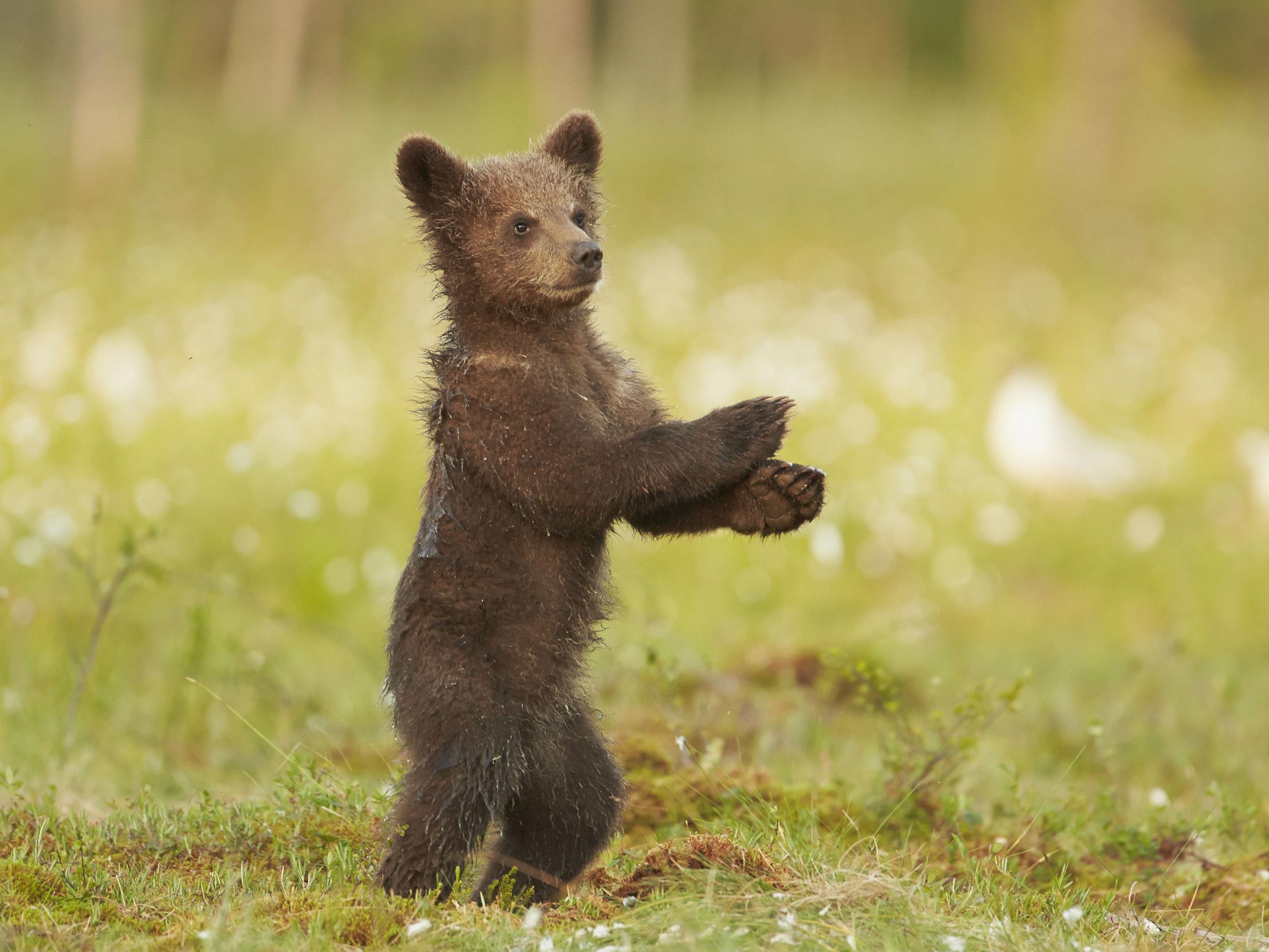 A bear cub dances in Finland