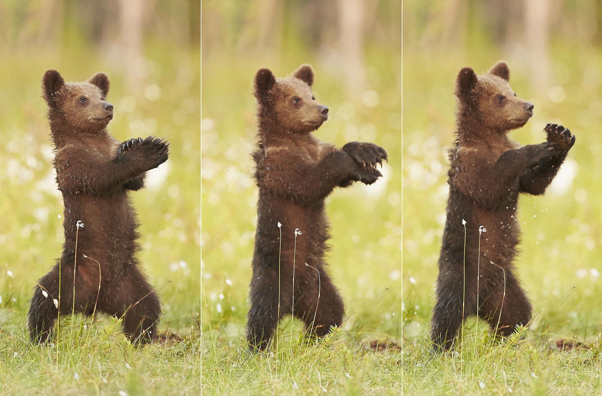 The bear dances in a similar style to Korean rap star Psy in Gangam Style