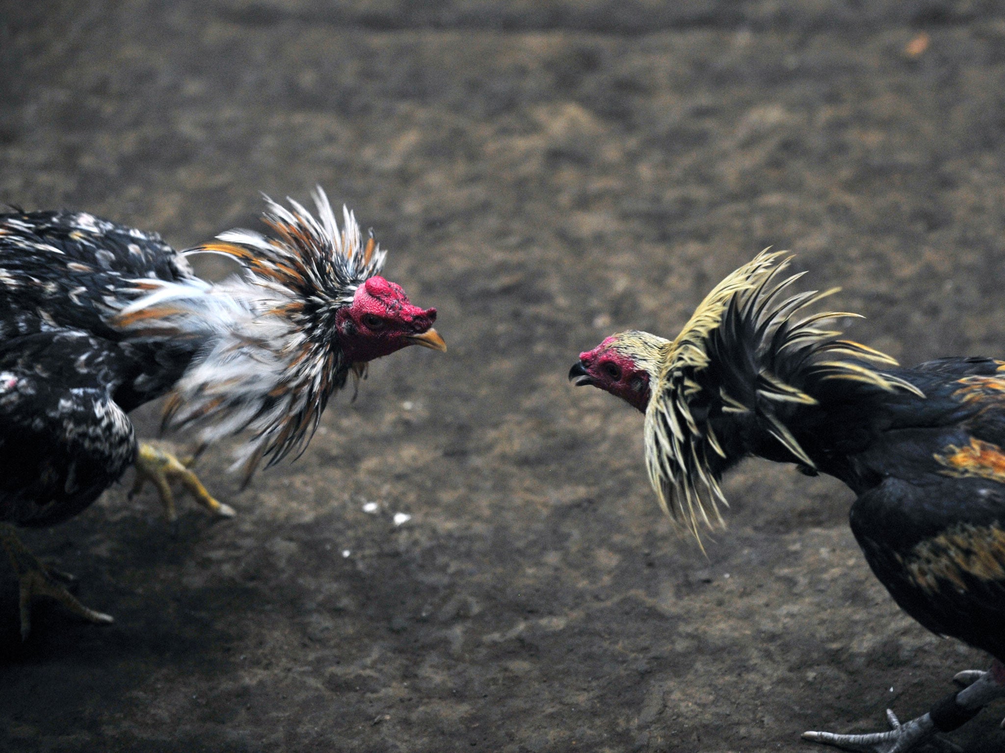 Two spurred roosters fight to the death