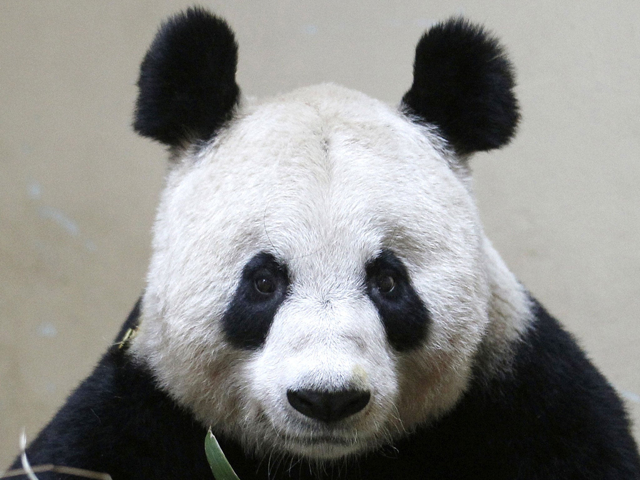 In captivity the male giant panda is more interested in bamboo than in mating