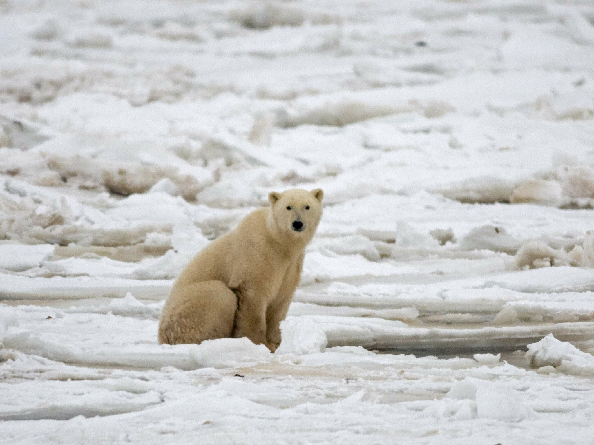 Scientists are more certain than they have ever been that humans are causing climate change