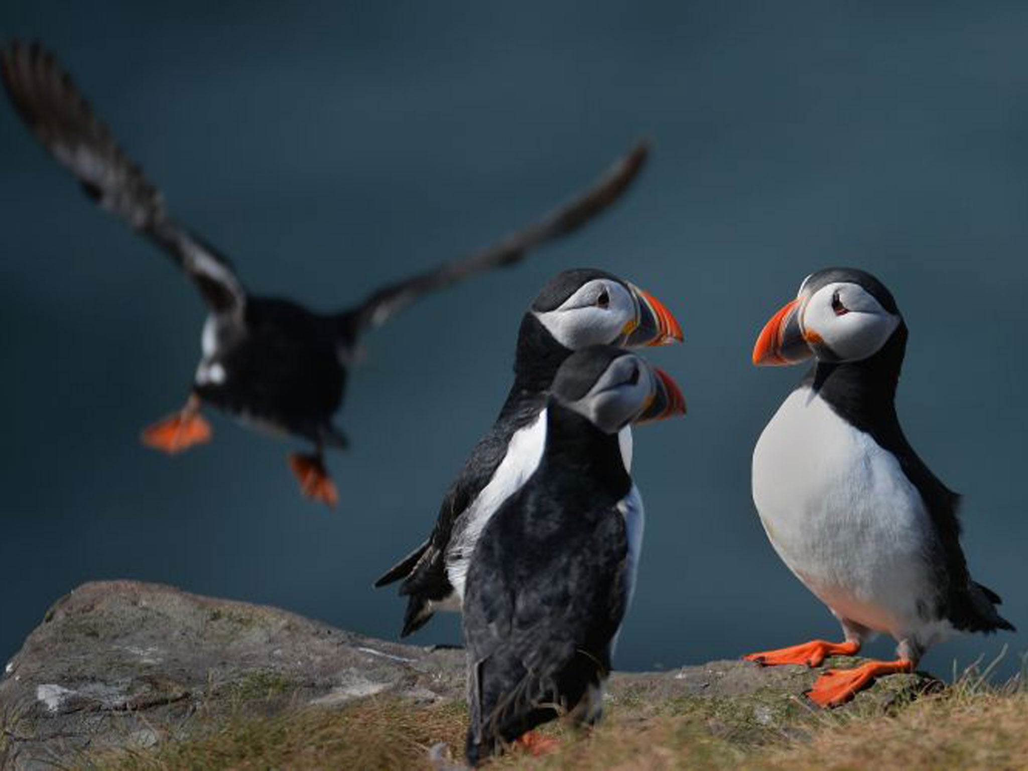 Puffin: Suffering as their main food source, the sand eel, moves away in search of cooler water