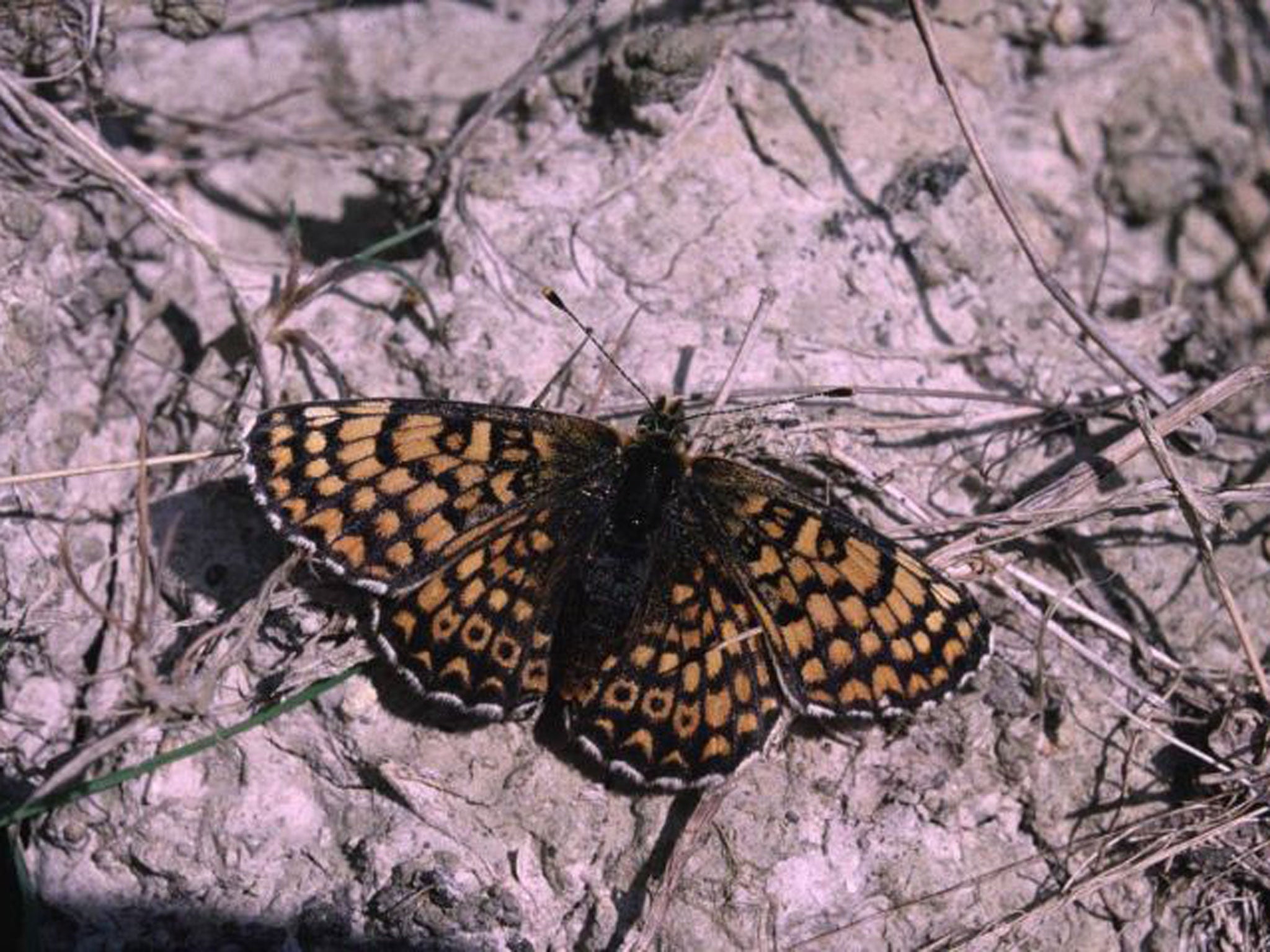 Glanville fritillary: Thrives on gradually eroding, warm, southfacing cliffs, so is likely to prosper