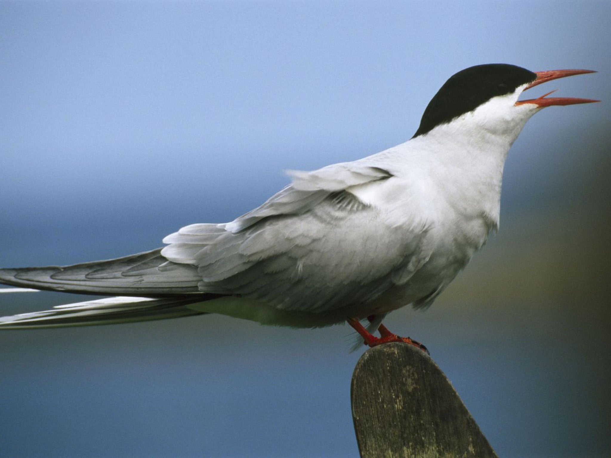 Little tern: Nesting just above the high tide line, their nests are very vulnerable to rising water levels
