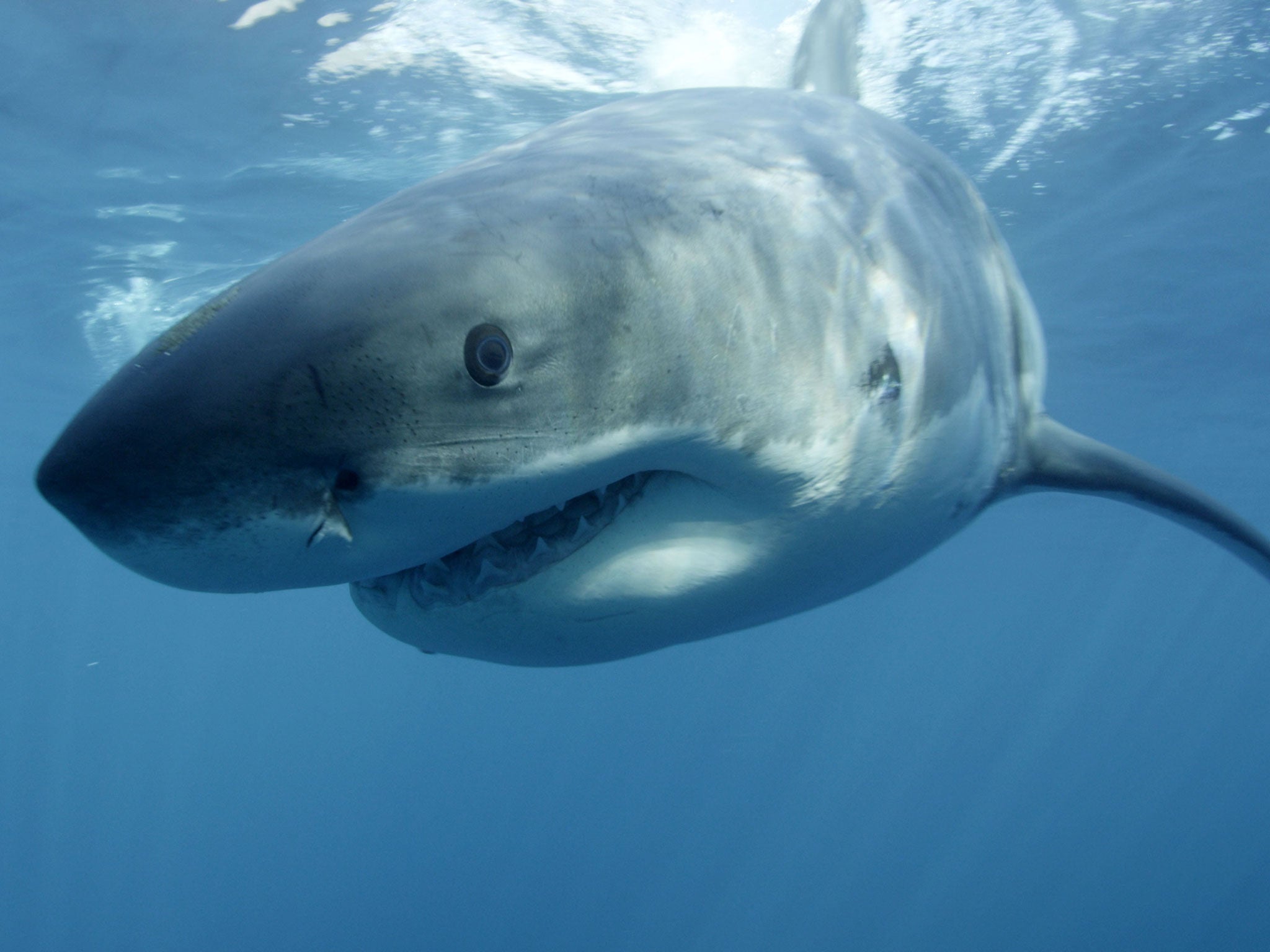 Big mouth: The Ocearch team is on a mission to tag as many great white sharks as possible in order to learn more about them