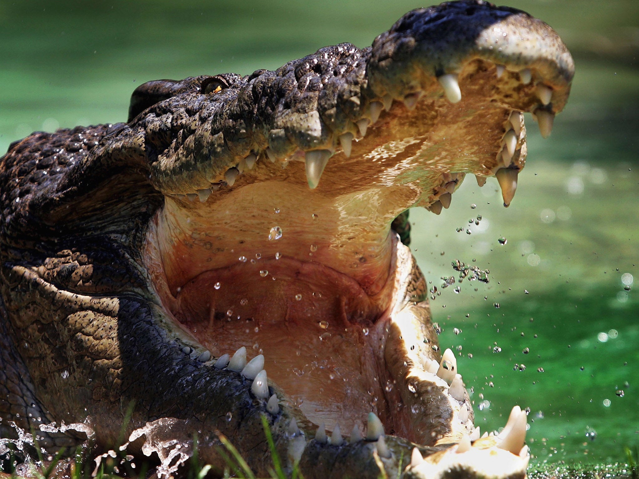 Man was prevented from leaving by the arrival of a 20ft-long crocodile that made its presence felt every time he attempted to to enter the water