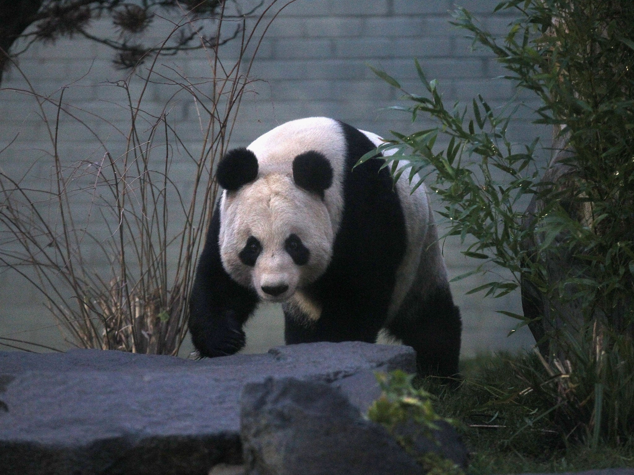 Tian Tian looks out from her enclosure as members of the public view her for the first time at Edinburgh Zoo on 16 December 2011