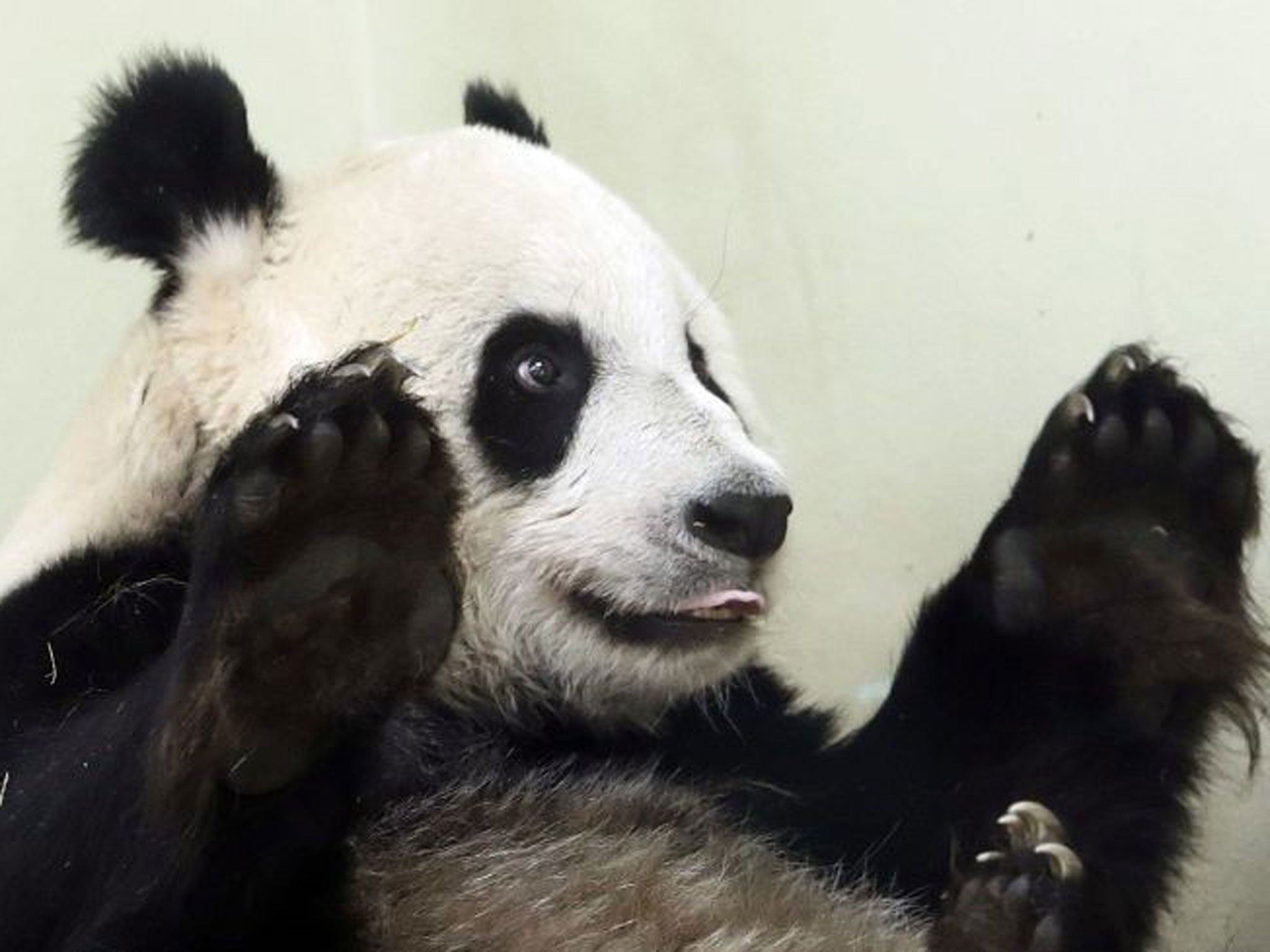 Tian Tian in her enclosure at Edinburgh Zoo