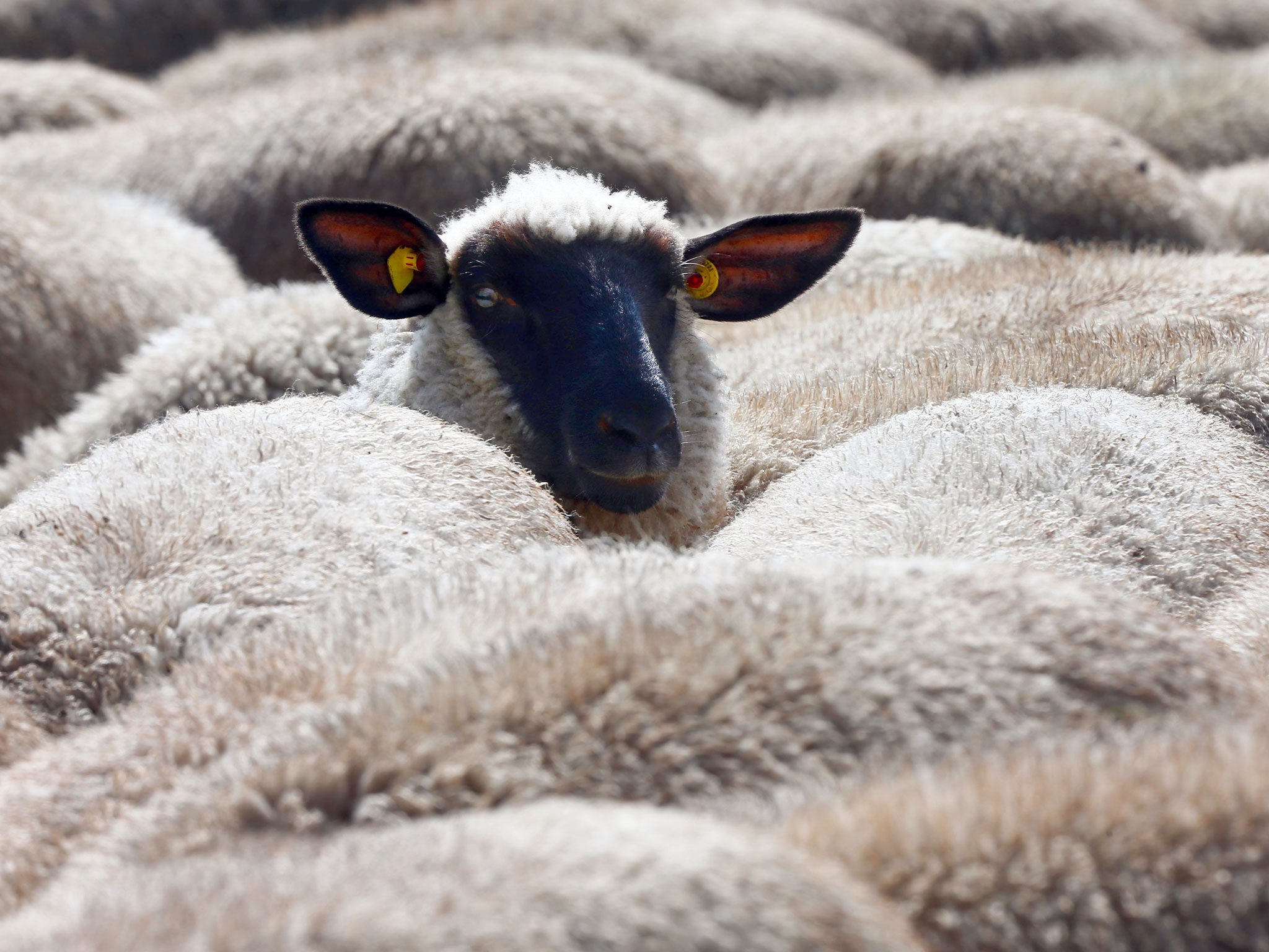 A man has been found guilty of trying to have sex with a sheep next to the Tottenham Hotspurs FC training ground