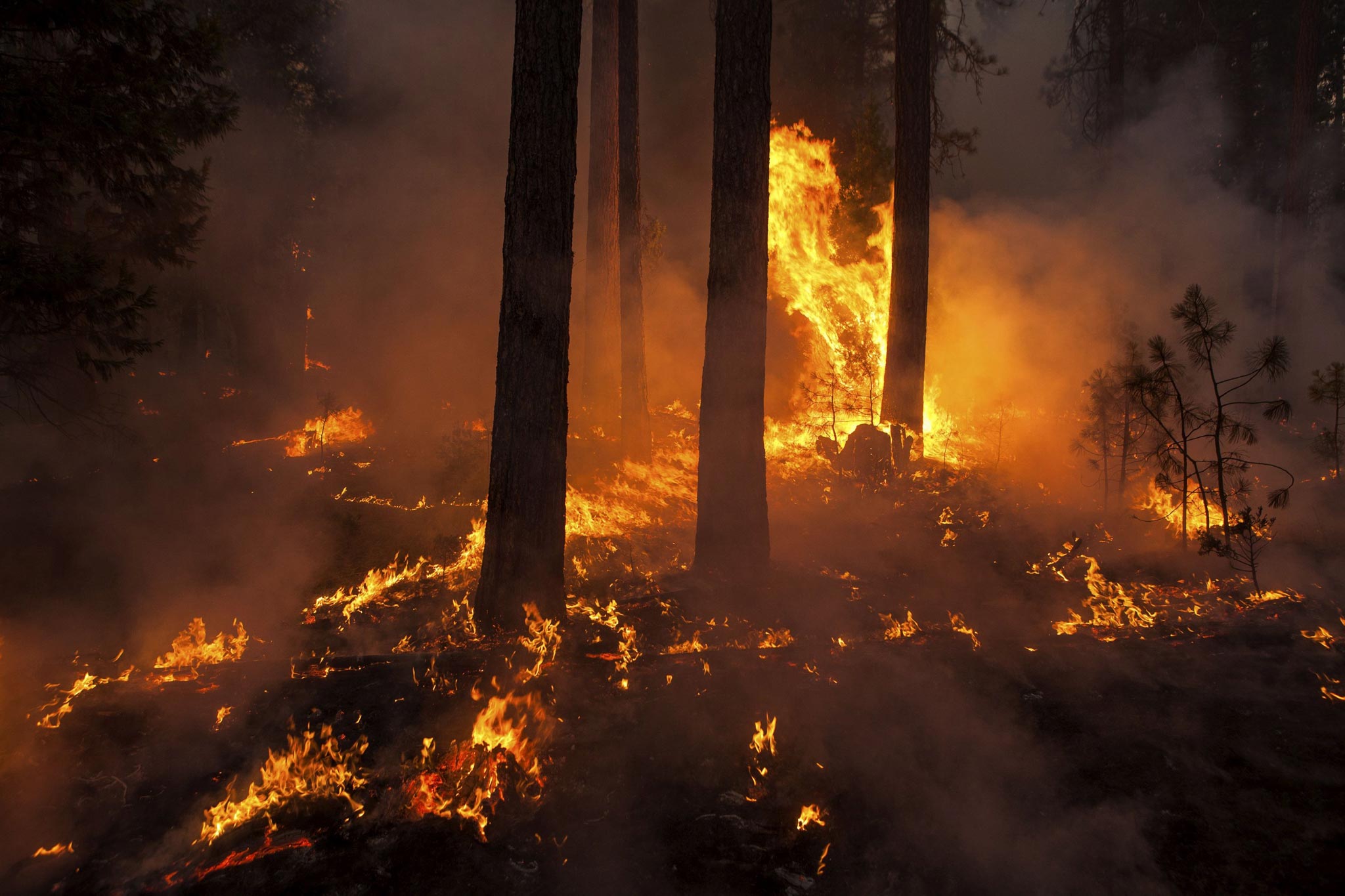 The Rim Fire burns near Camp Mather, California