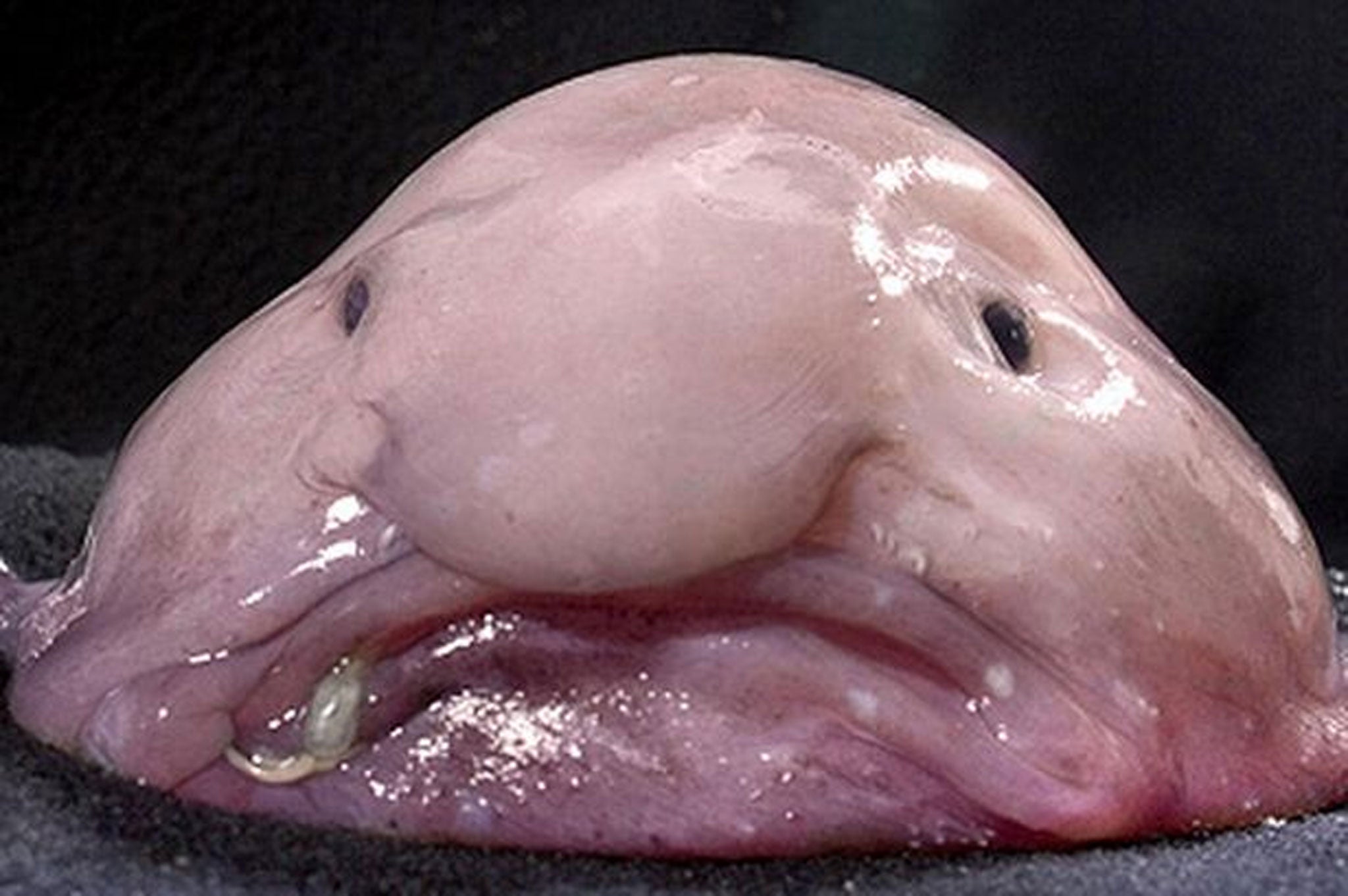 A blobfish