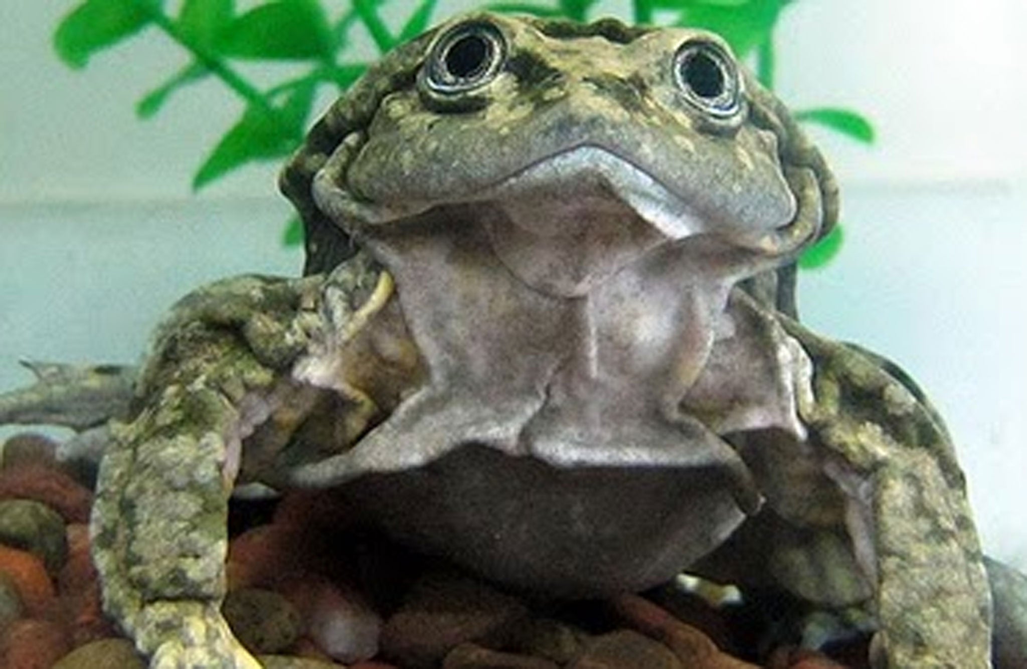 A Titicaca water frog