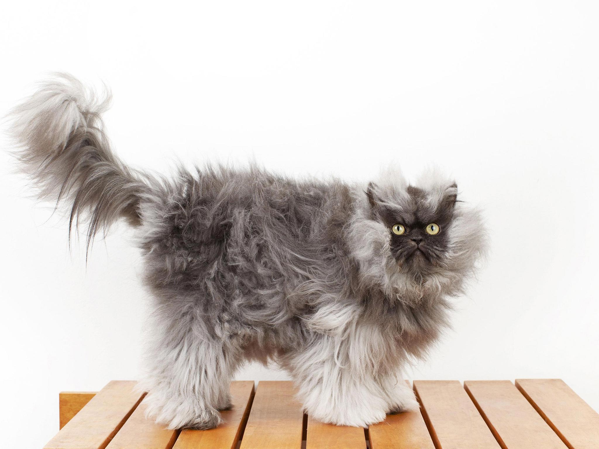 Colonel Meow has earned his place in the new Guinness World Records 2014 for having the longest fur on a cat.