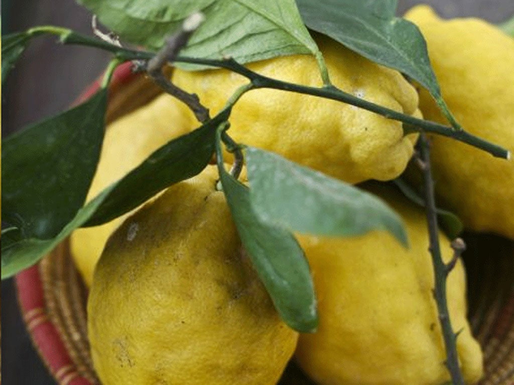All yellow: leafy Italian lemons