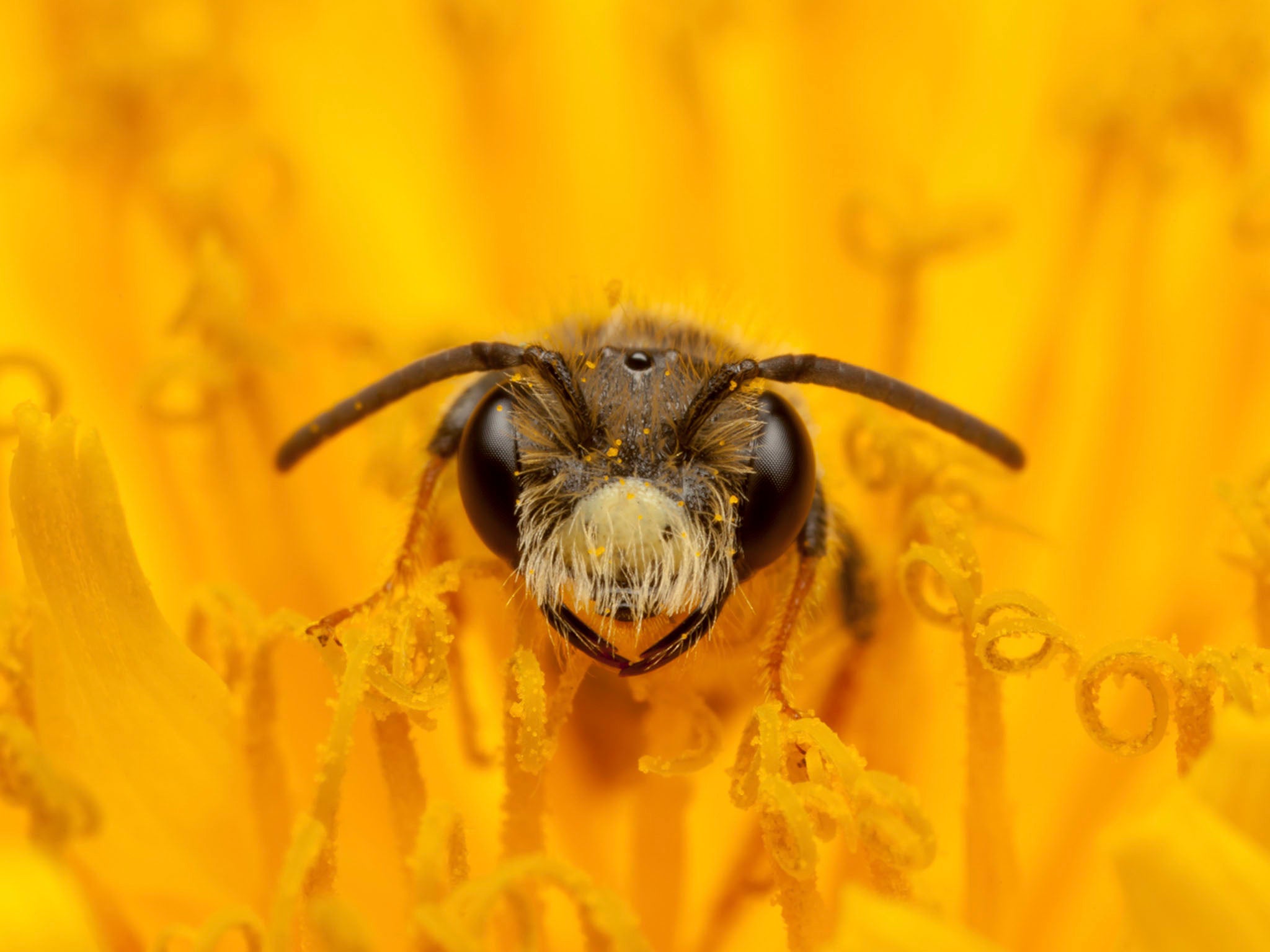 'Fine and Dandy', showing a Mining Bee in Melton Mowbray, by Edward Nurcombe, which was Highly Commended in the Hidden Britain category