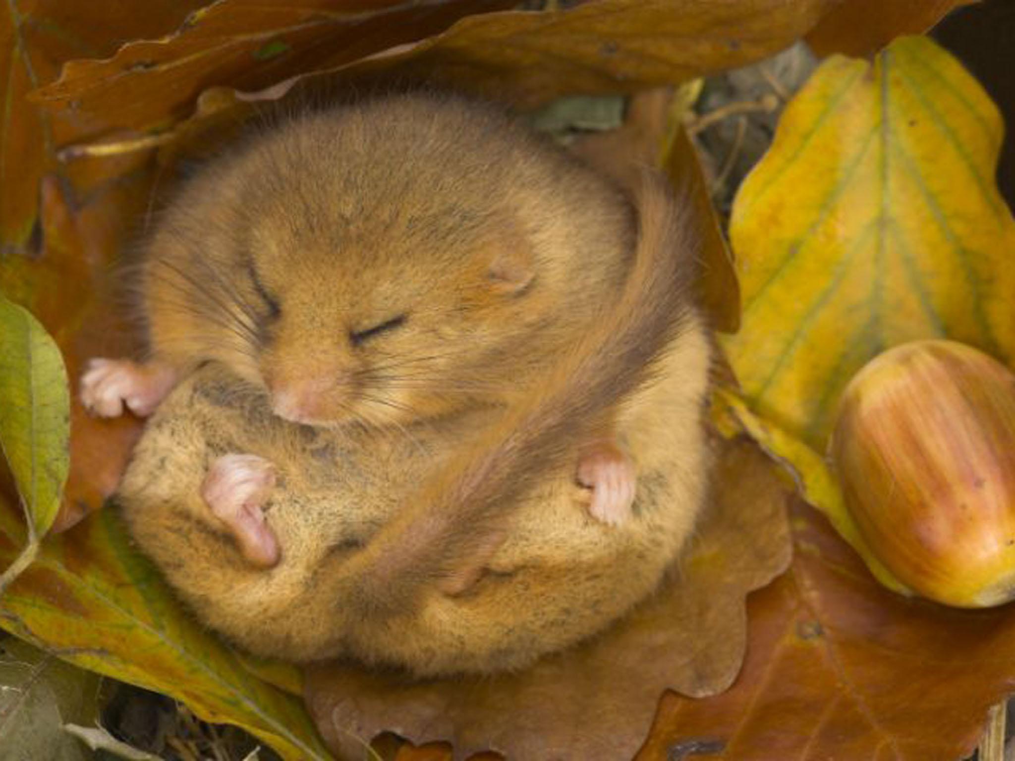 Dormouse hibernating