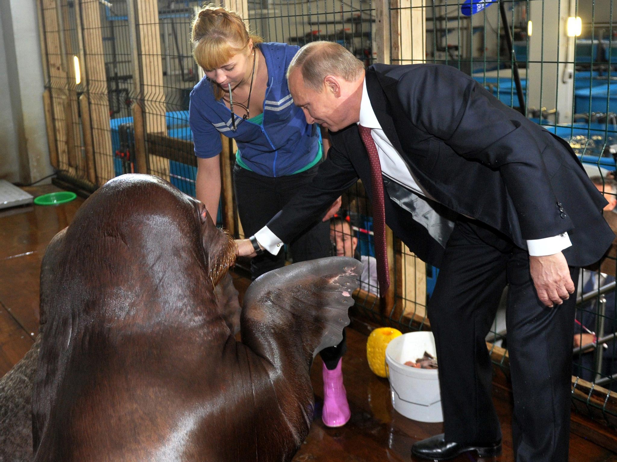 Vladimir Putin, seen here shaking hands with a walrus, is known for his publicity stunts with animals