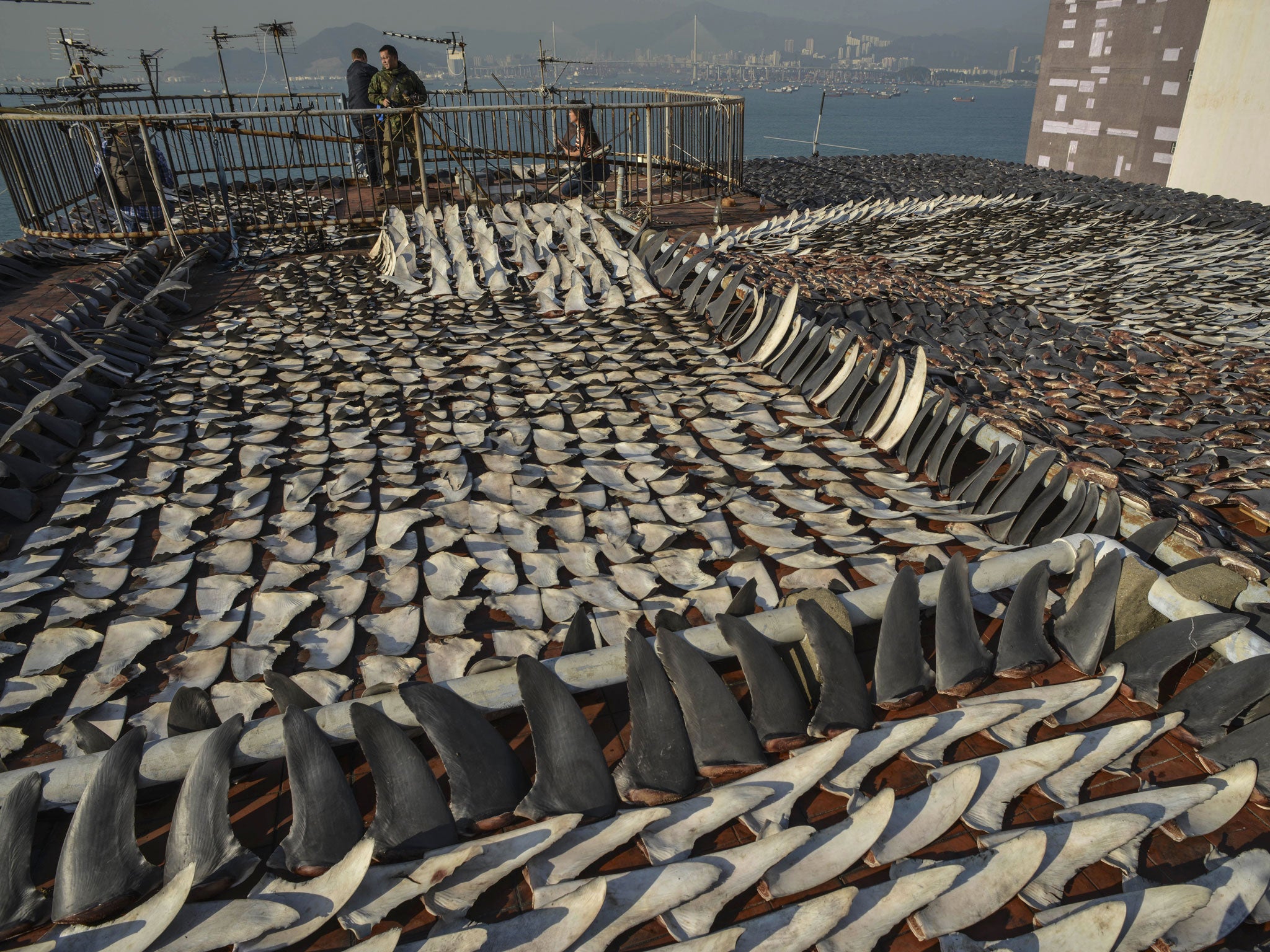 The roof of a Hong Kong factory building is covered in drying shark fins. Consumption has fallen faster in China than in Hong Kong, suggesting the anti-graft campaign is having an effect.