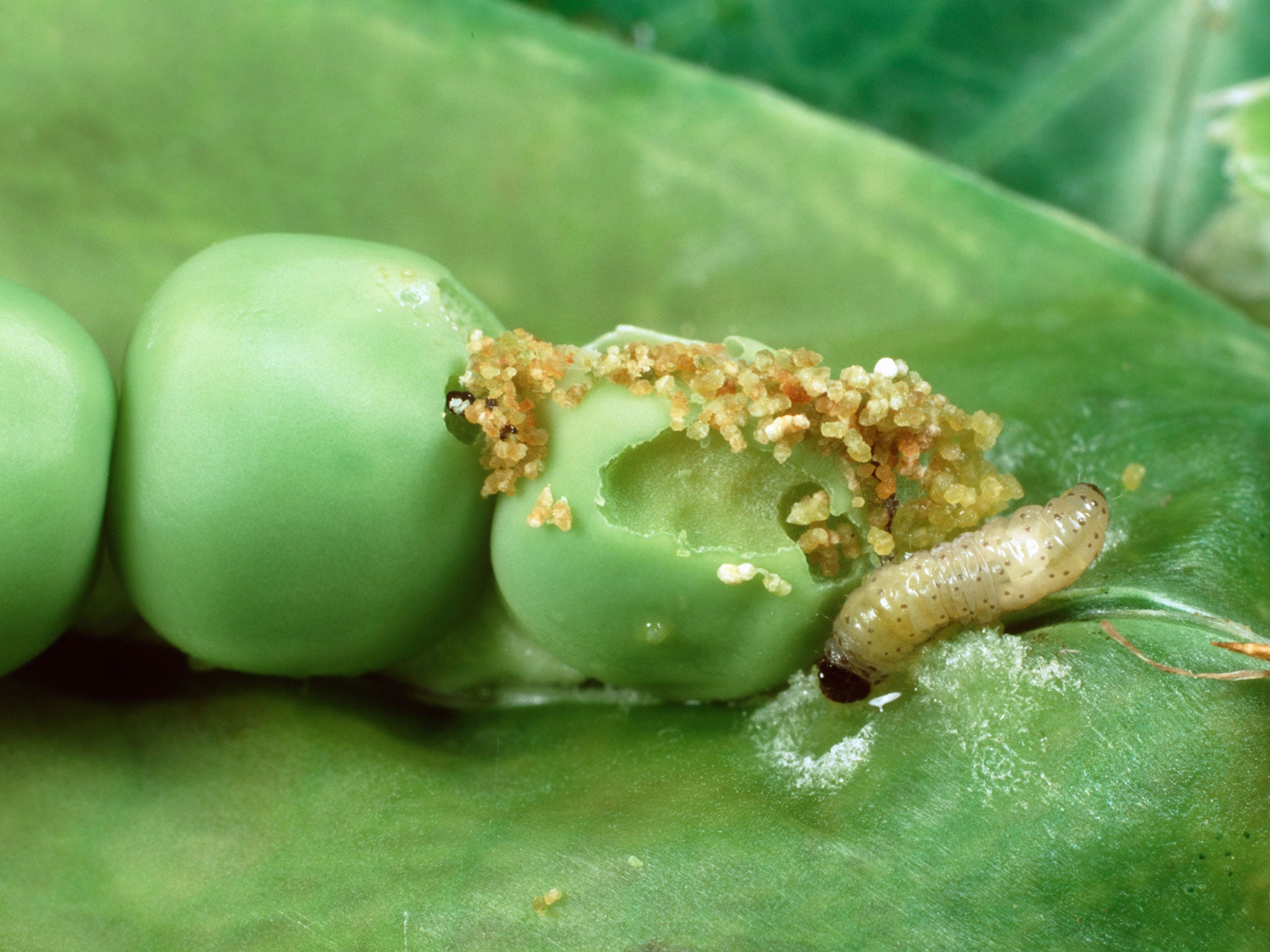 Larvae of the pea moth get to work on a pod
