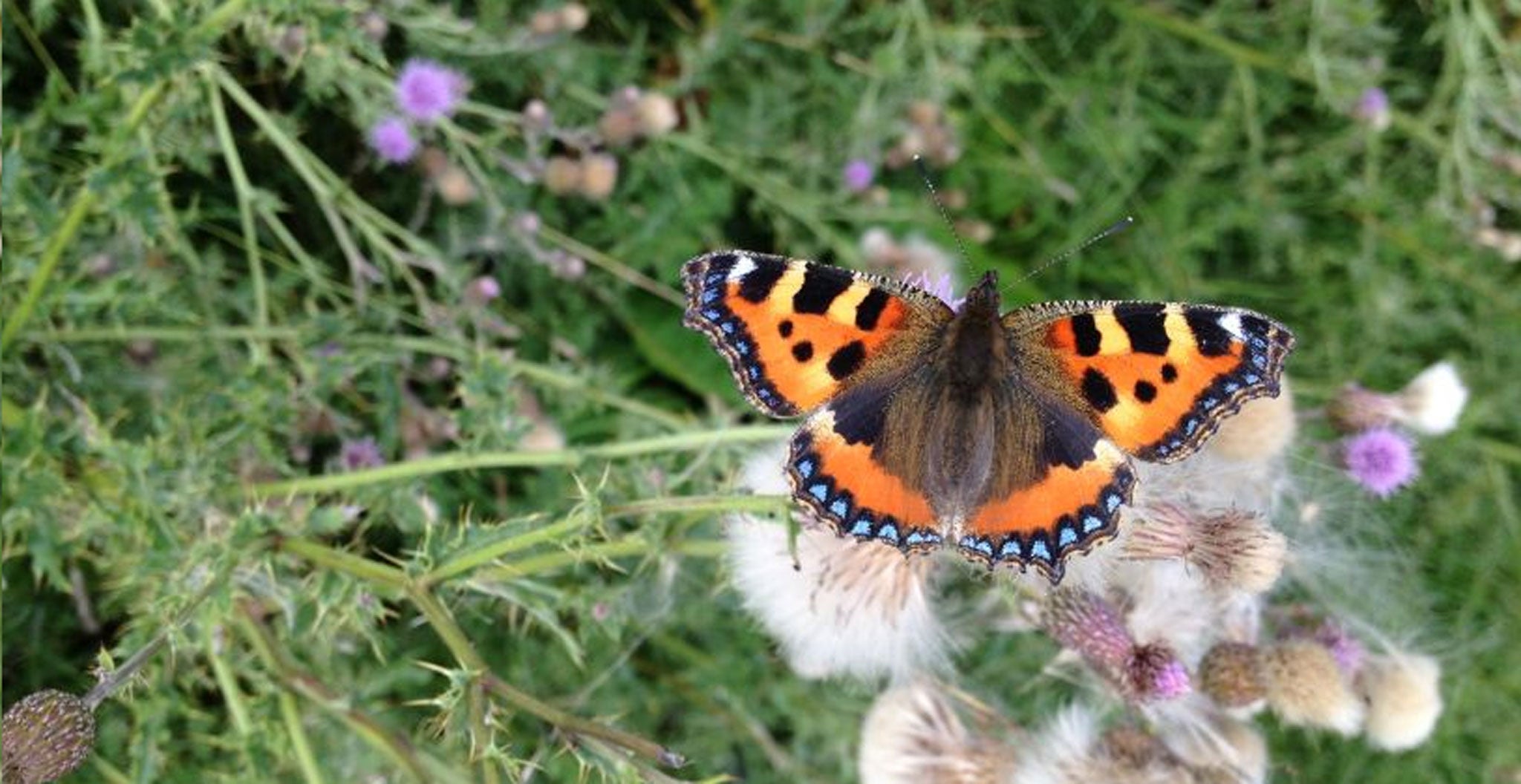 Wing and a prayer: tortoiseshells are found in Monk Wood