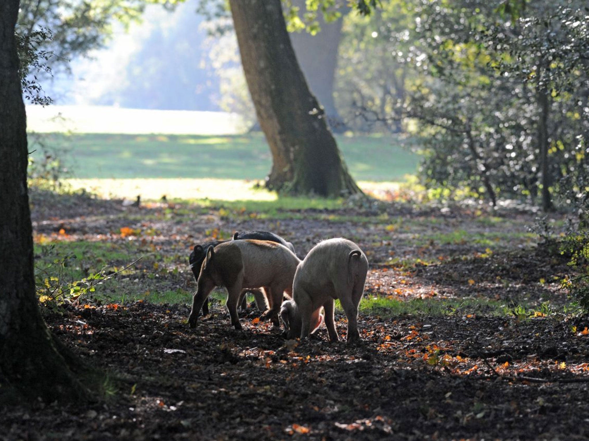 The practice improves the pig's diet at the same time as reducing the volume of acorns available for cattle and ponies which can poison them