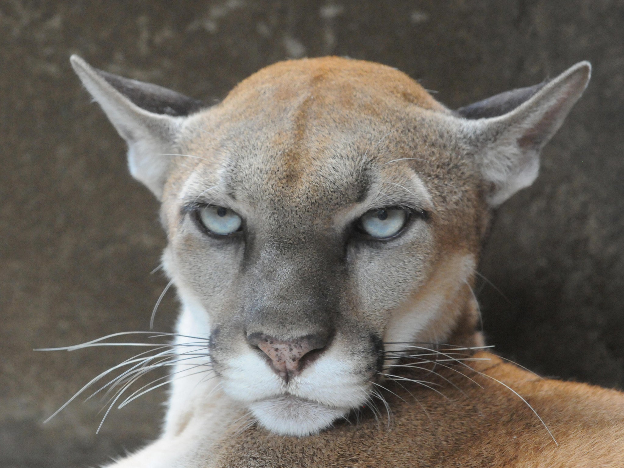 It is the second cougar-related death in the Pacific Northwest in 2018