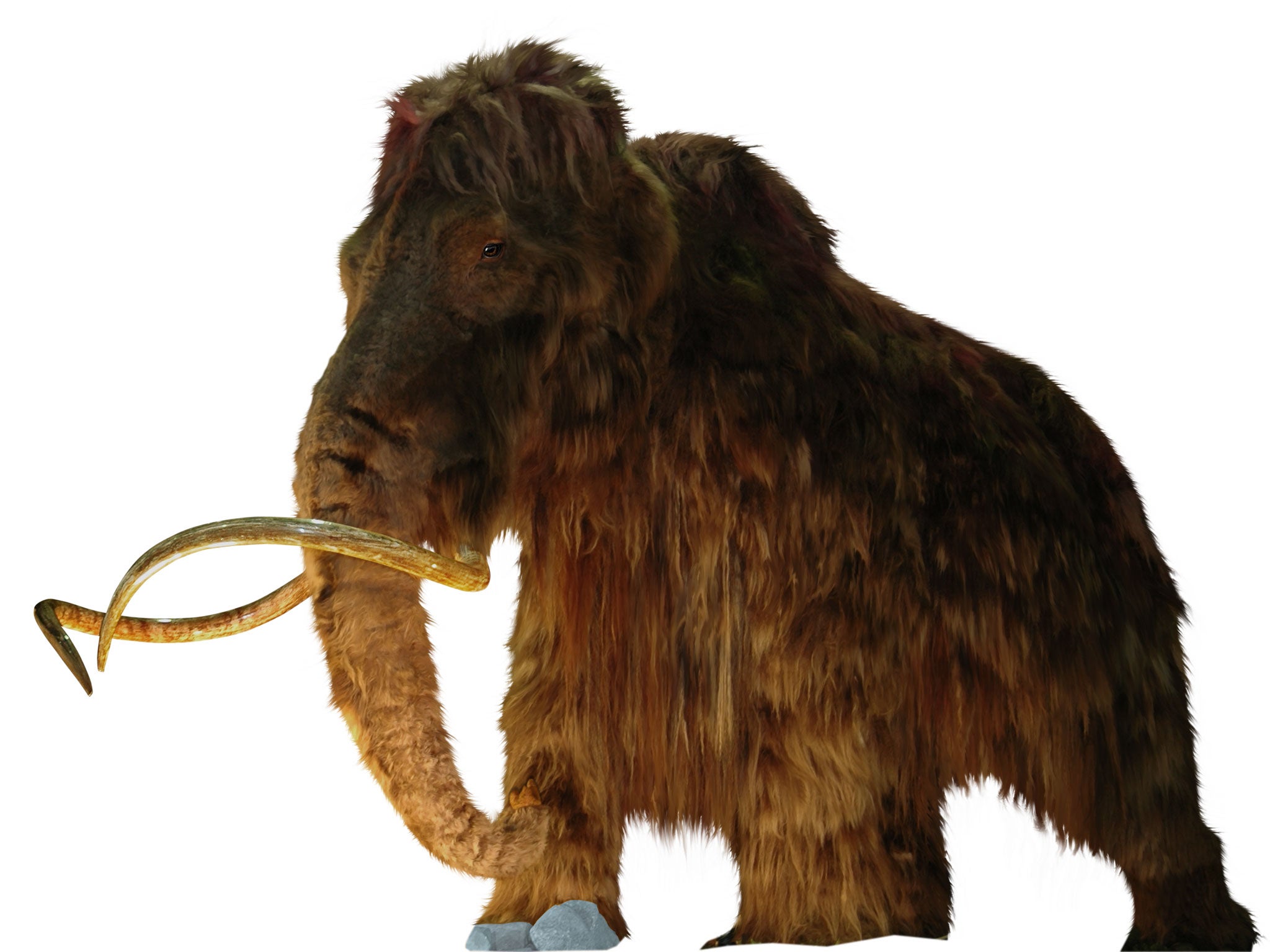 New research suggests woolly mammoths became extinct because of climate change, not hunting by humans