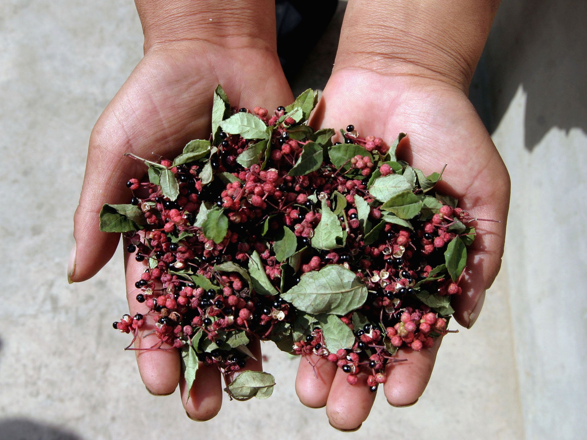 Szechuan peppercorns cause a unique sensation