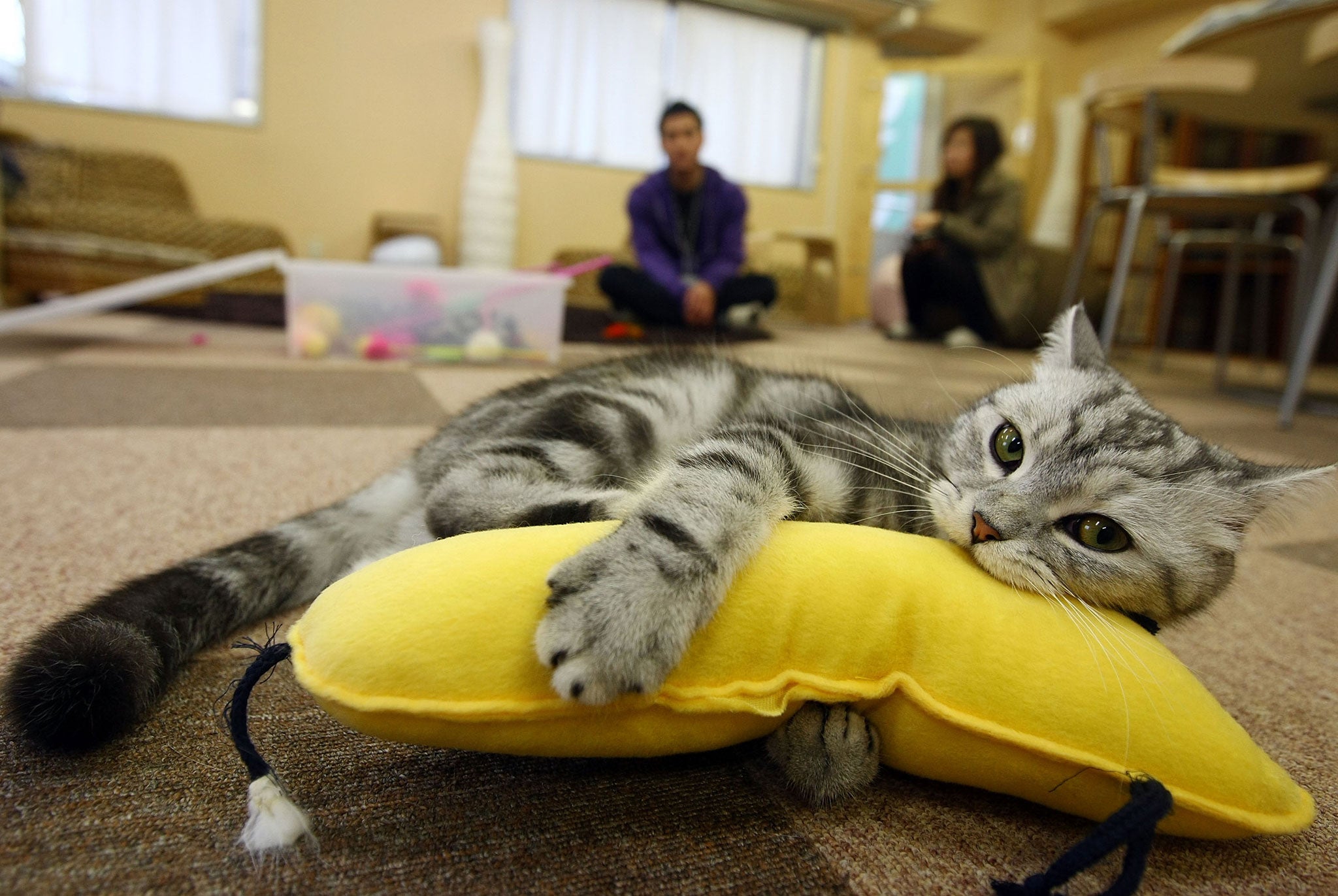 A cat plays at a cat cafe on in Tokyo, Japan, as the UK's first feline-friendly shop is set to open in the coming months