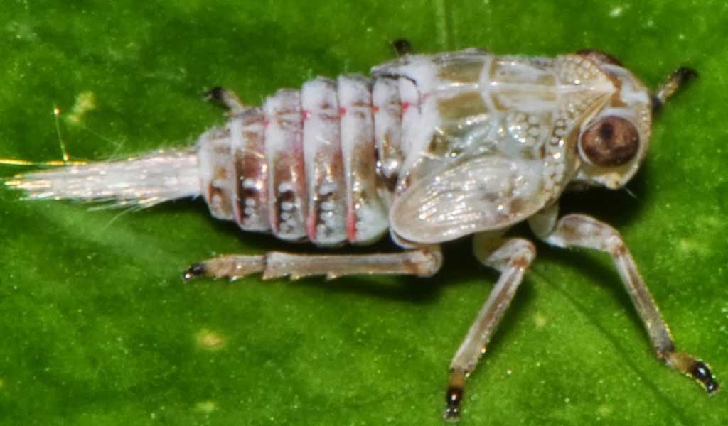 The Issus leafhopper, has a set of curved, cog-like strips of opposing 'teeth'