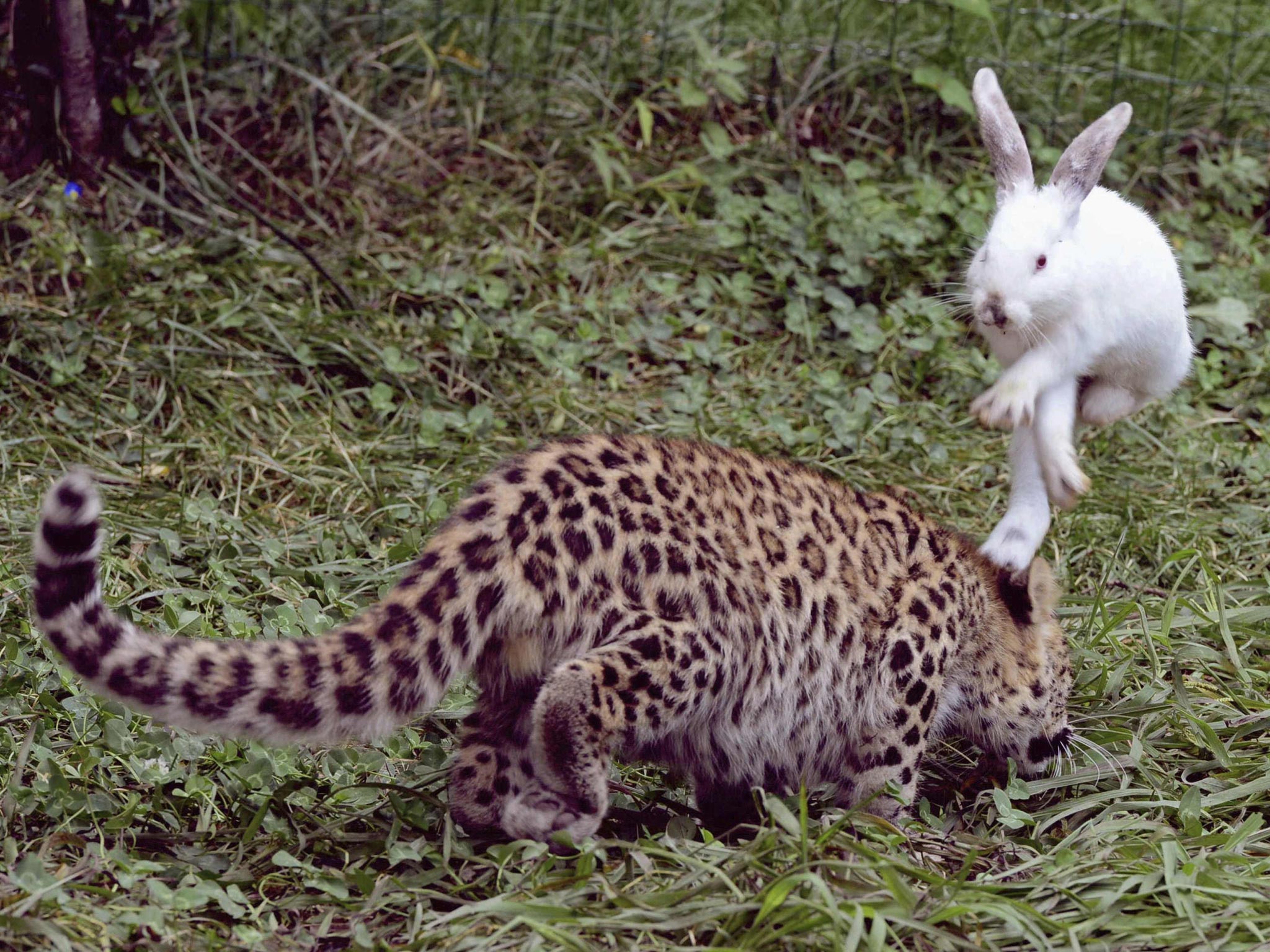 A rabbit hops to avoid a five-month-old leopard cub during a test of cubs' wild natural instincts at a wildlife park in Qingdao, Shandong province