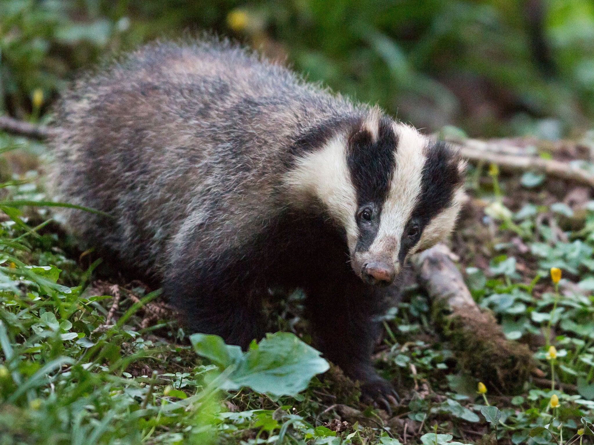 Fewer than 100 badgers were killed in the first 10 days