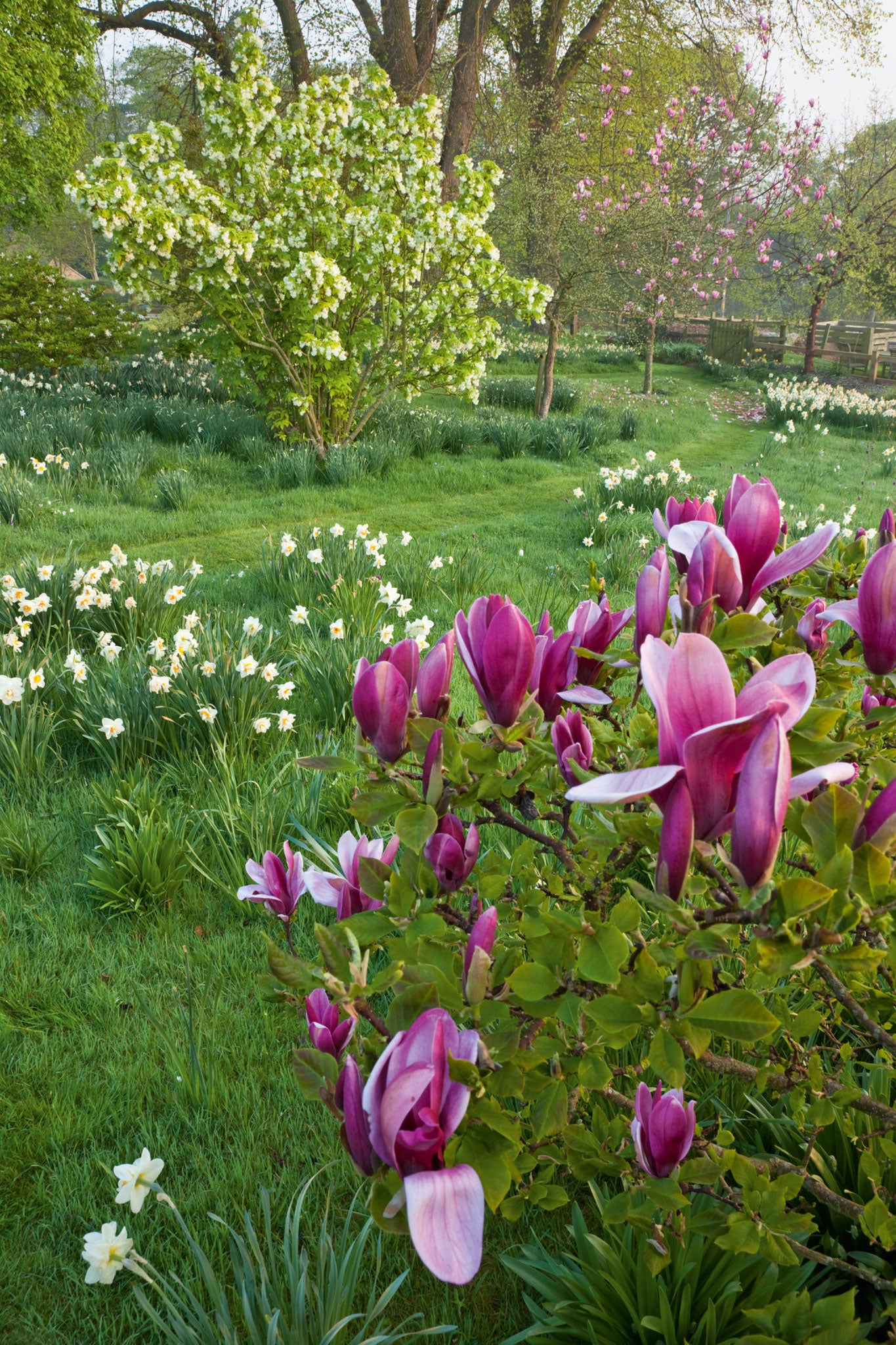 The edges of the garden at Pettifers artfully devolve into areas for flowering shrubs and trees such as the pink magnolia