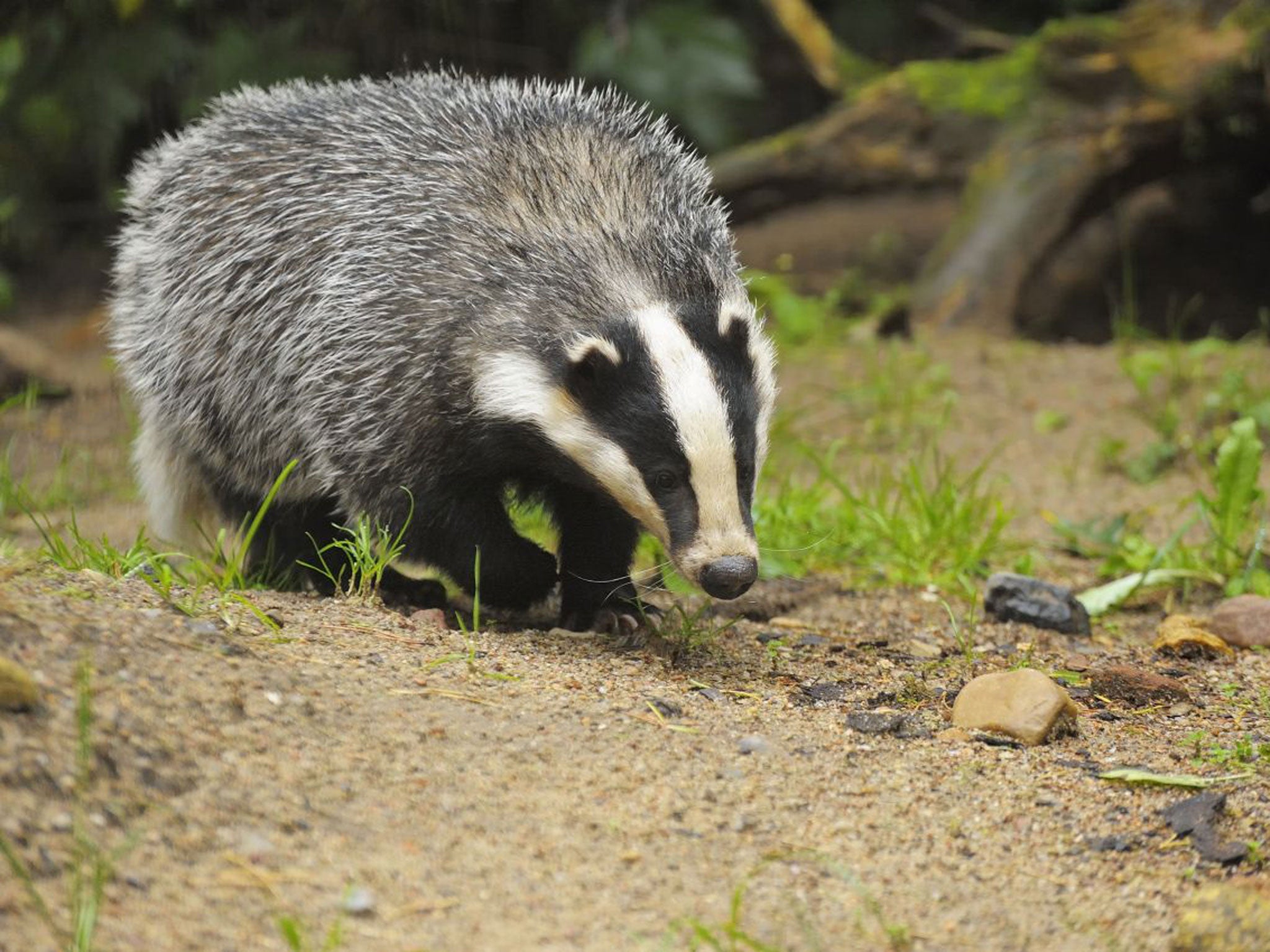 Last year ministers were accused of breaking a pledge to end the culling when they expanded projects to trap and shoot badgers