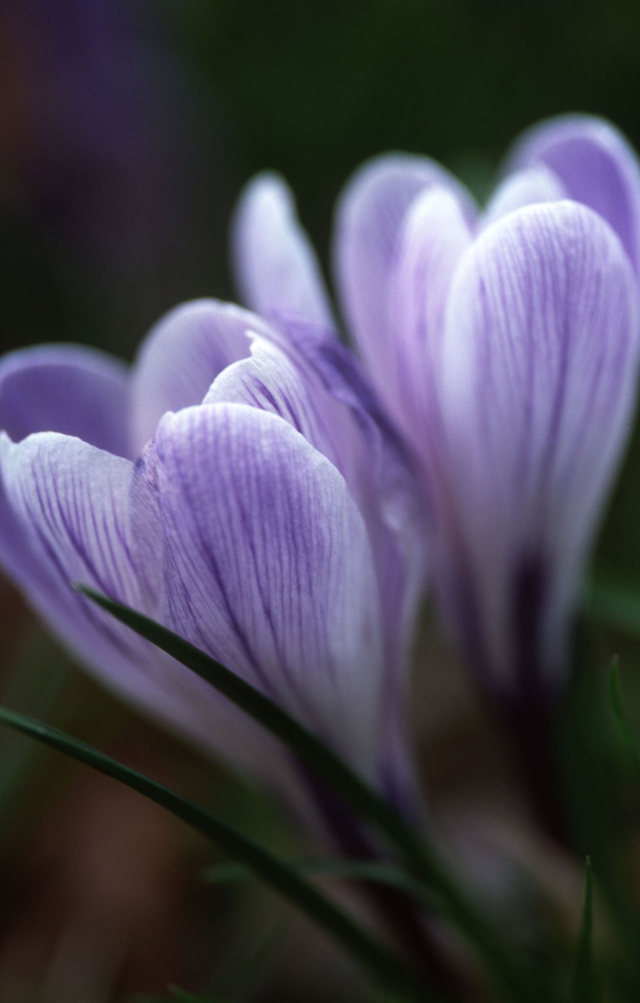 Crocus 'Vanguard' is bigger than most of the early-flowering crocus, but not as bossy as the large Dutch crocus that flower in March