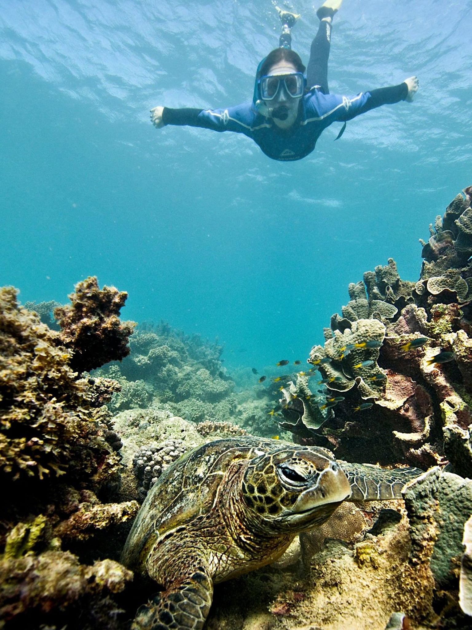 What lies beneath: diving with sea turtles
