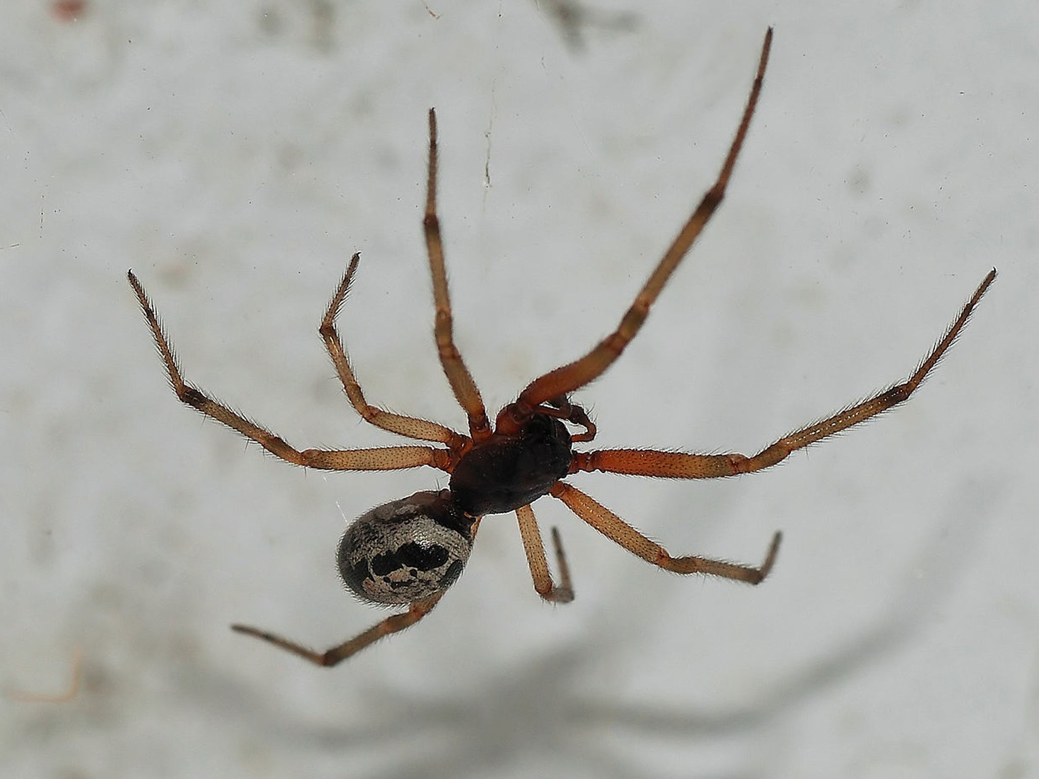 Steatoda nobilis or false widow spider