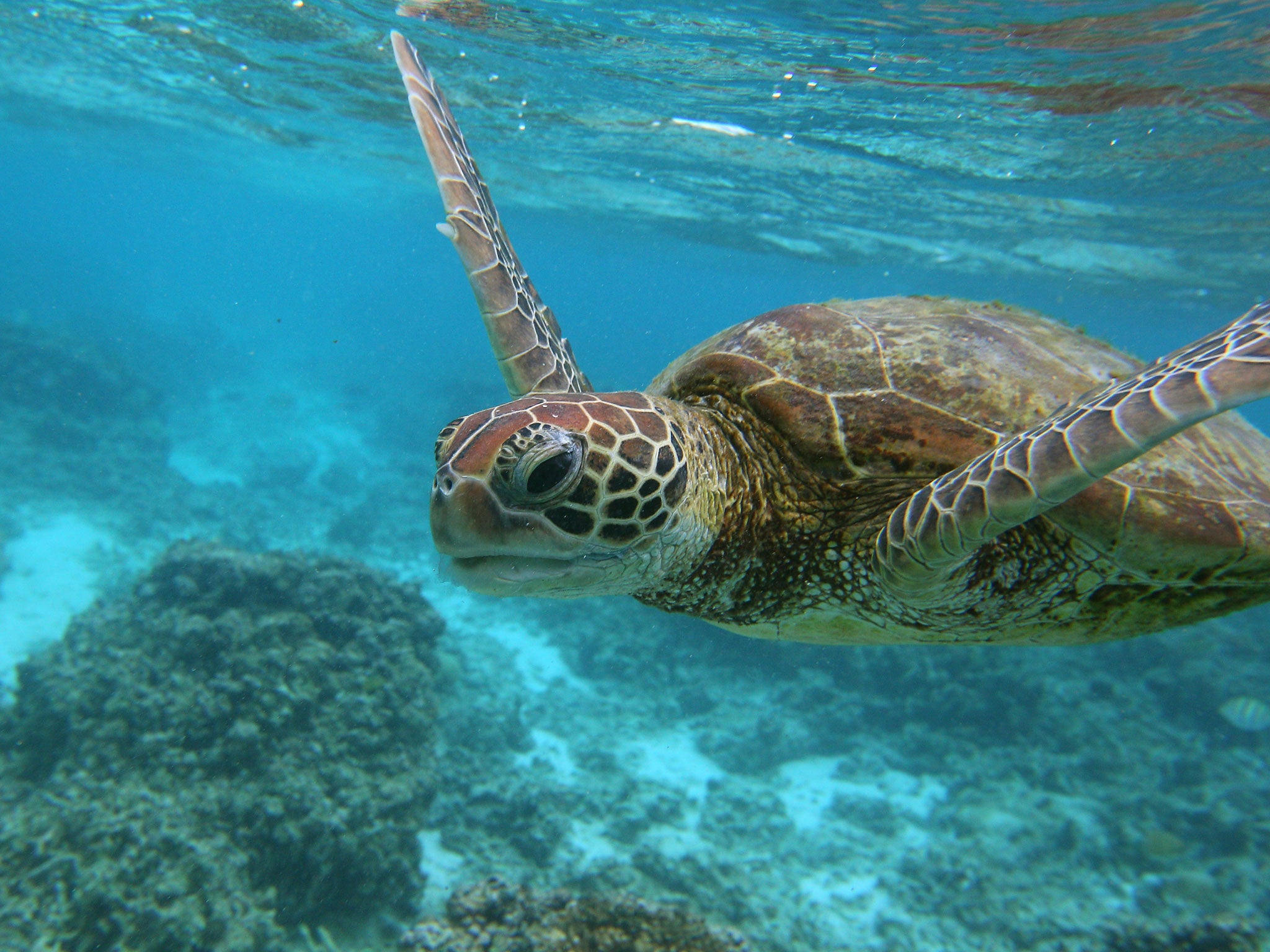 The decline of the world's coral reefs threatens to destroy huge swathes of marine life such as this Hawksbill sea turtle