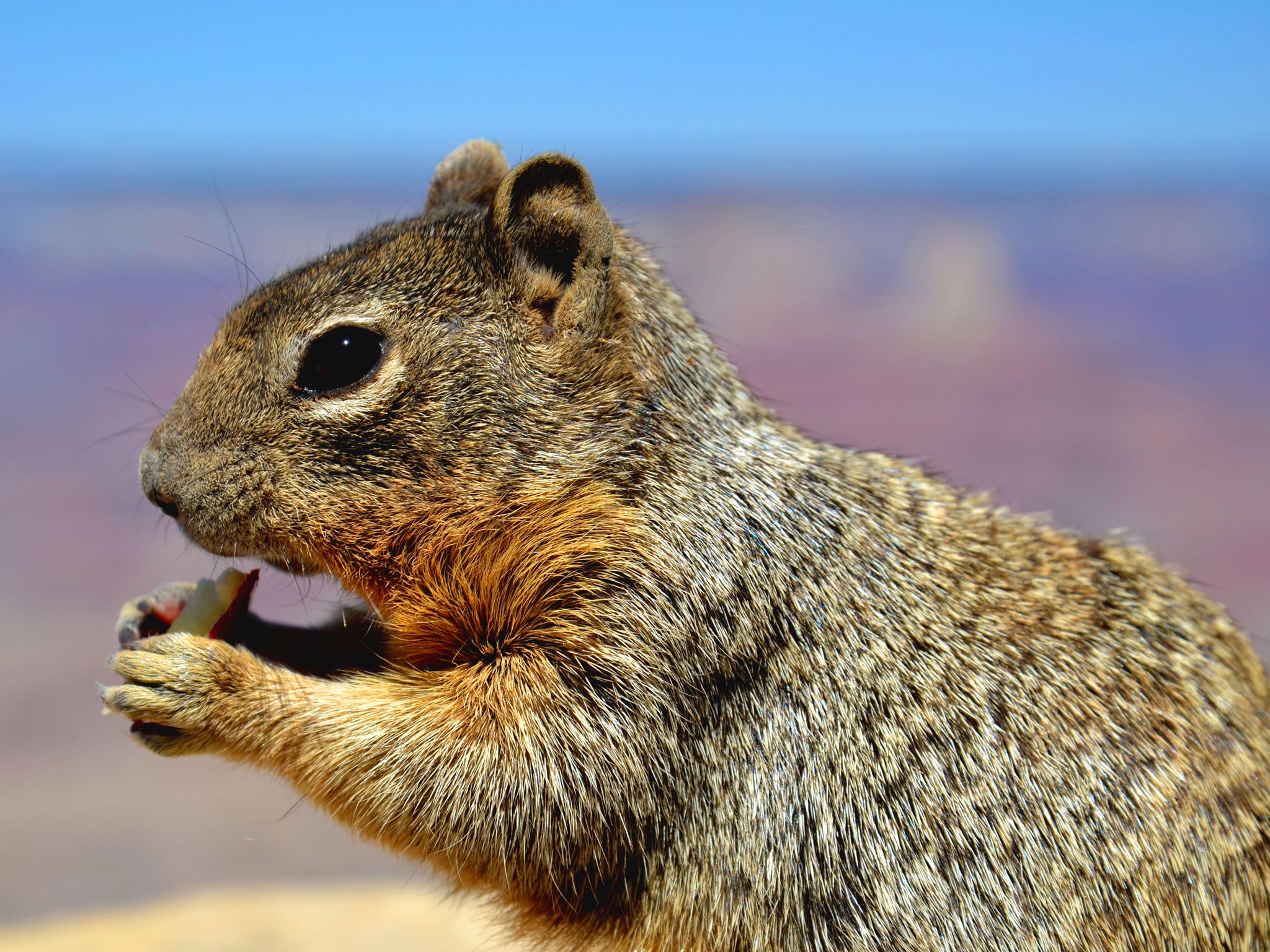 If you found a dead squirrel, who would you call? Your local council? Perhaps a nearby street cleaning team?