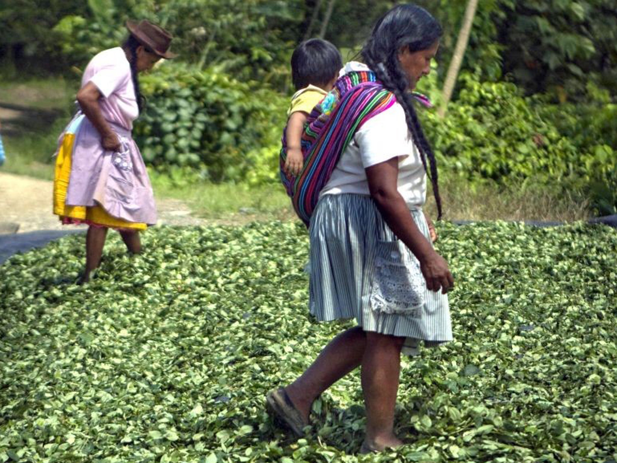 Peruvian women step on dried coca leaves before leaves are sent to clandestine labs where they will be processed and turned into cocaine