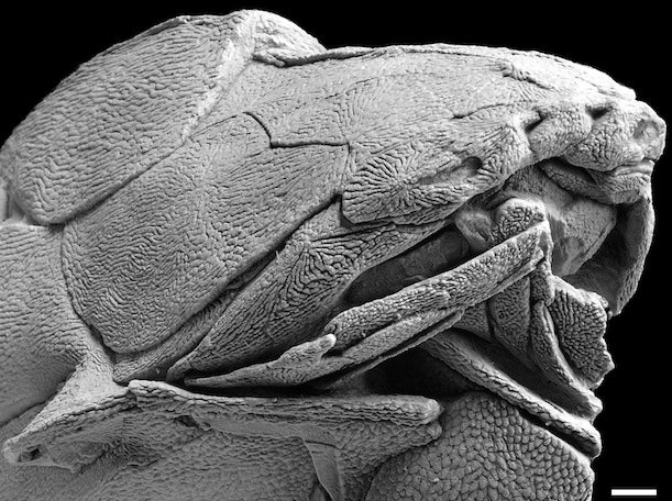 The face of the fossil. The jaw is towards the bottom right, and above the mouth three perforations can be seen. The far left is the eye socket and the next two in are the nostrils. Image courtesy of Nature/Min Zhu.