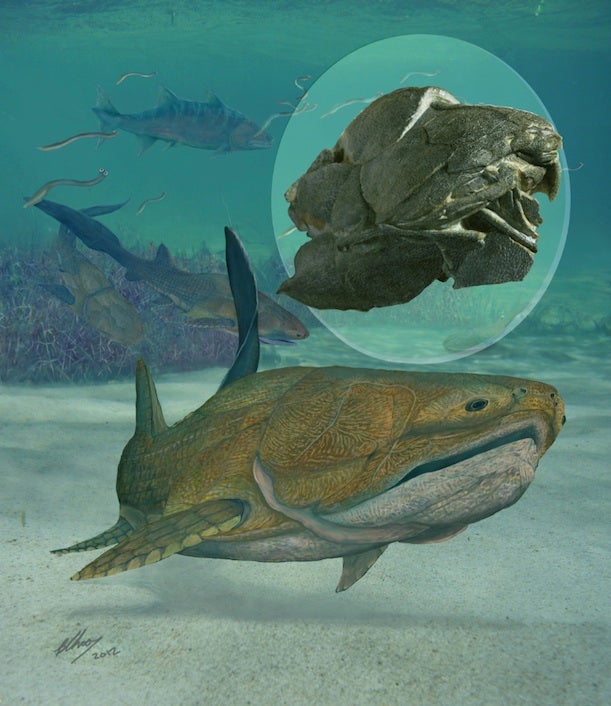 A reconstruction of how the fossil might have appeared 419-million years: a top predator in ancient oceans. Image courtesy of Brian Choo.