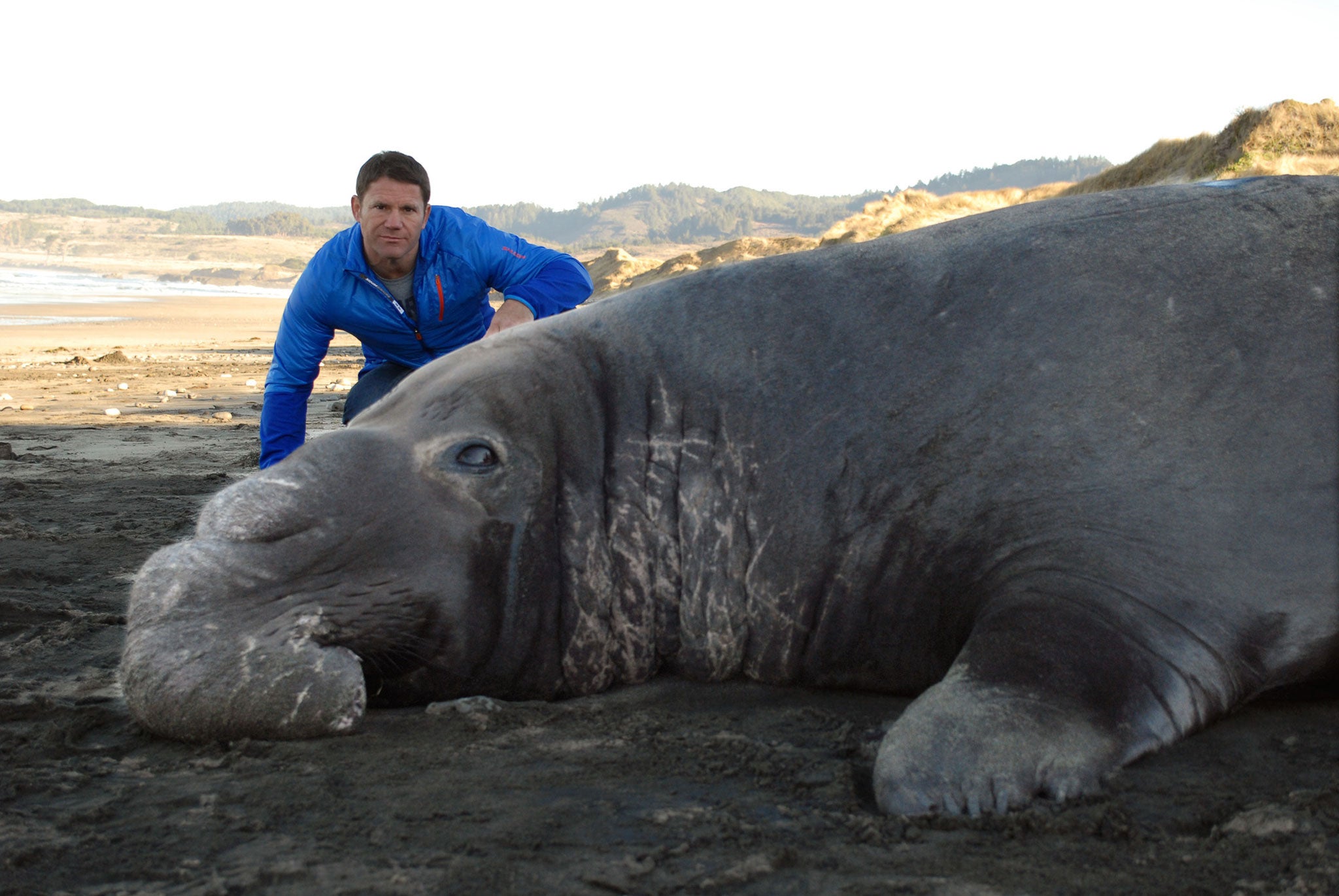 Steve Backshall with an elephant seal in 'Super Giant Animals'