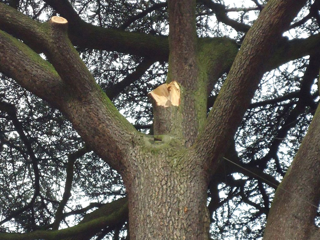 The Lebanese cedar tree that the branch fell from (Rex)