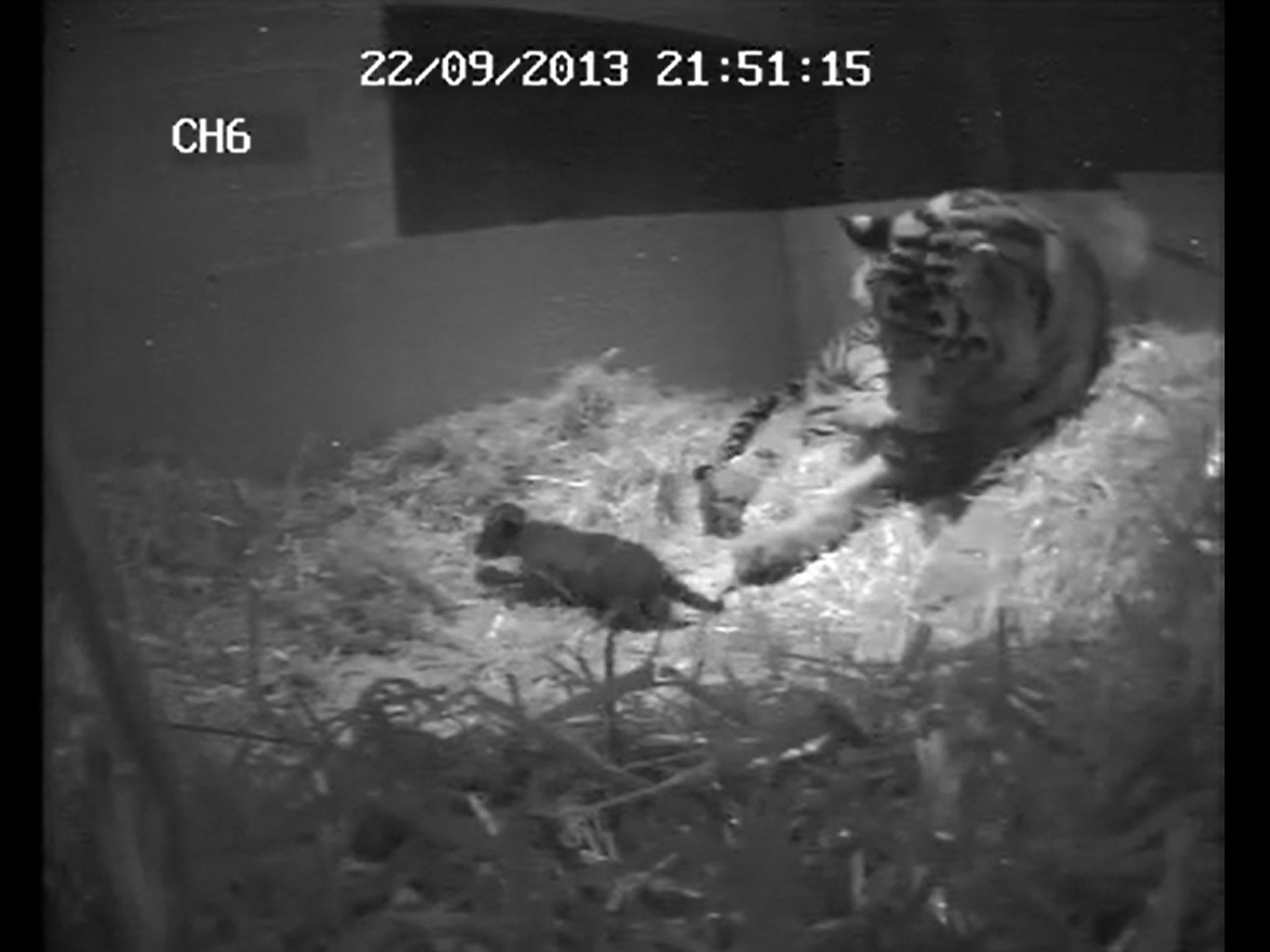 Mother and baby play together