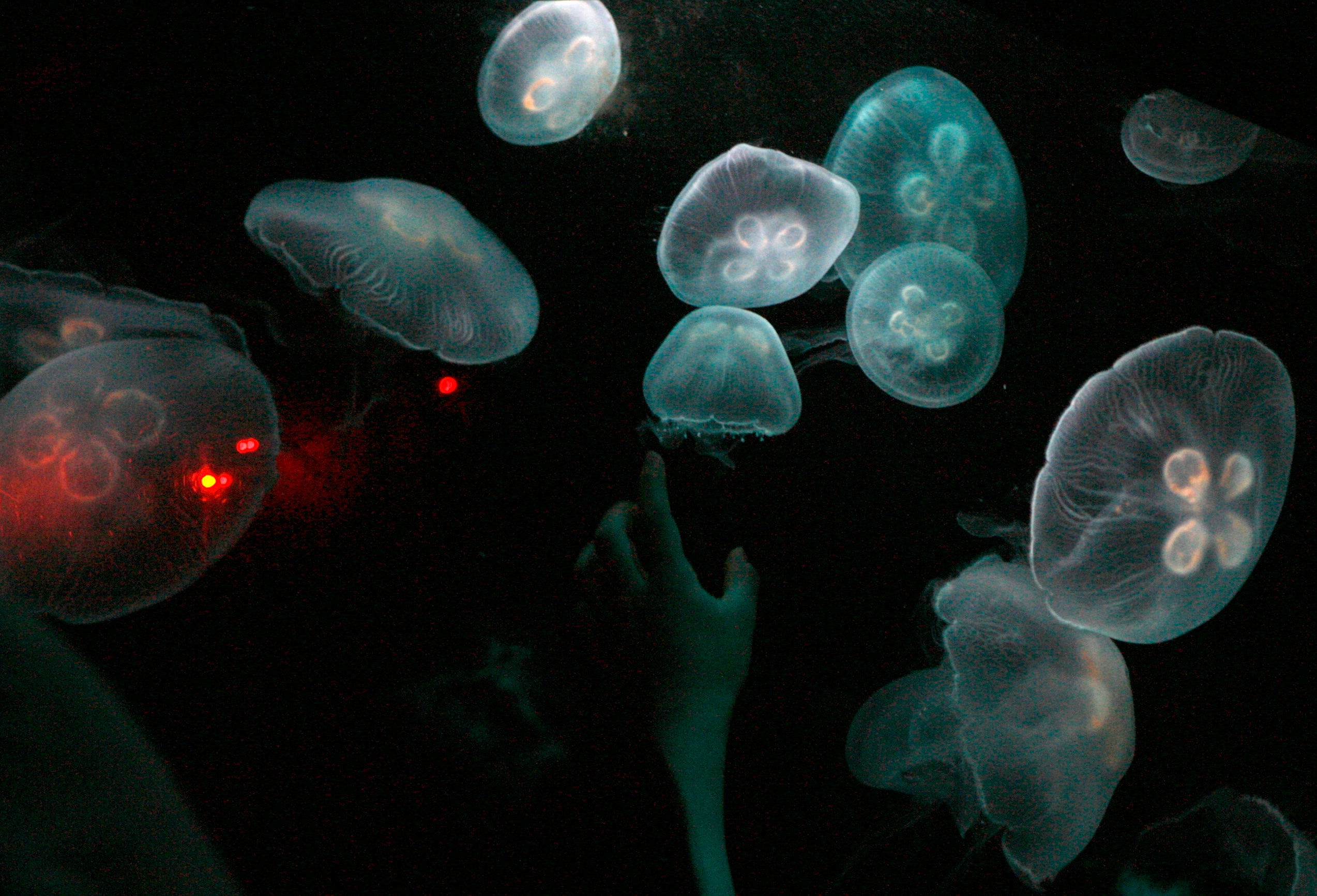 Trapped in a tank in Tokyo's Sunshine International Aquarium, these moon jellyfish are no threat to humanity.