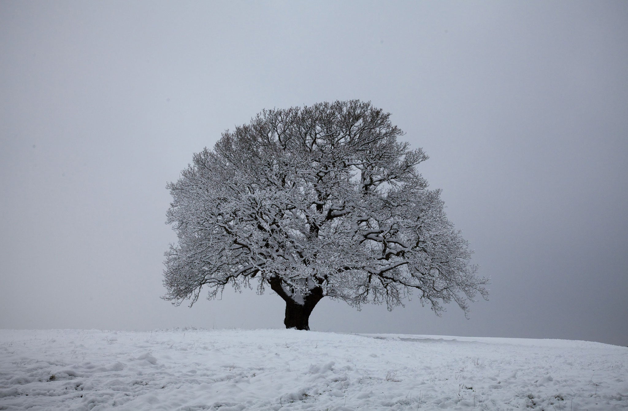 The Great British Year featured a 700-year-old Dorset oak that 'survived its first frost in the days when medieval knights roamed the land'