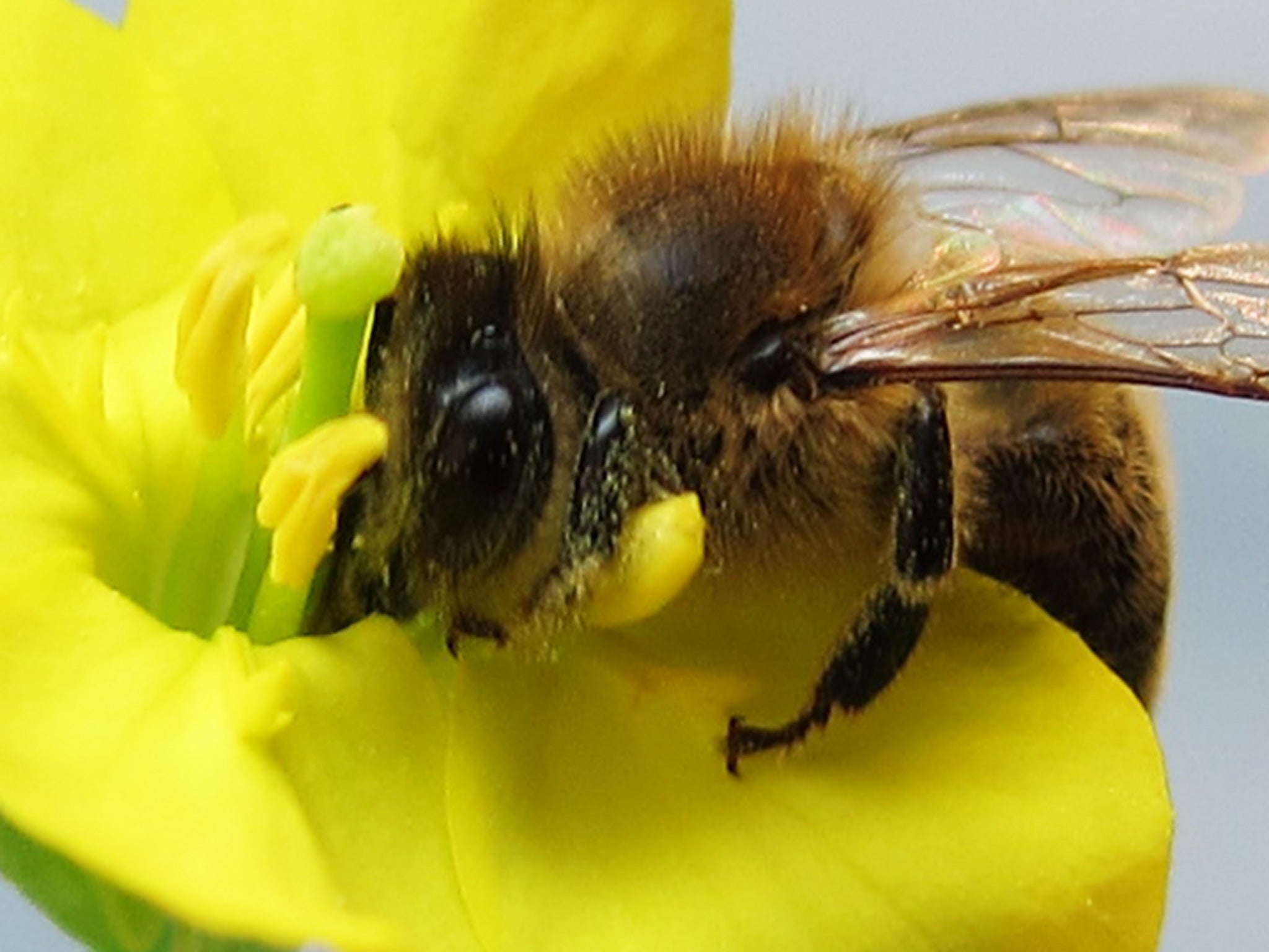 Ability of honeybees to collect food and build up stores of honey is being compromised by one of several 'stressors' in their environment