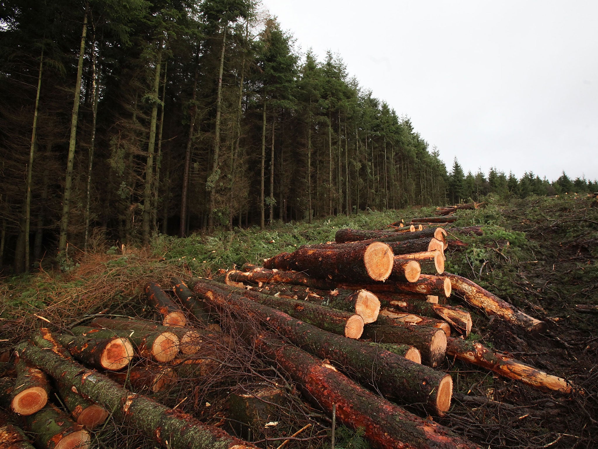 The larch trees are infected with a fungus-like disease